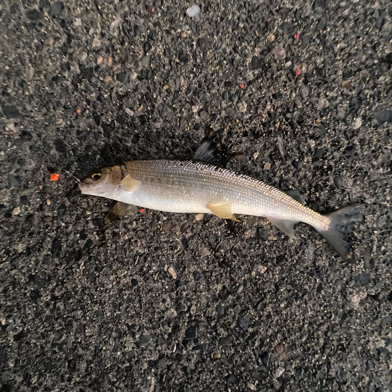 Mountain whitefish caught on Fishbrain