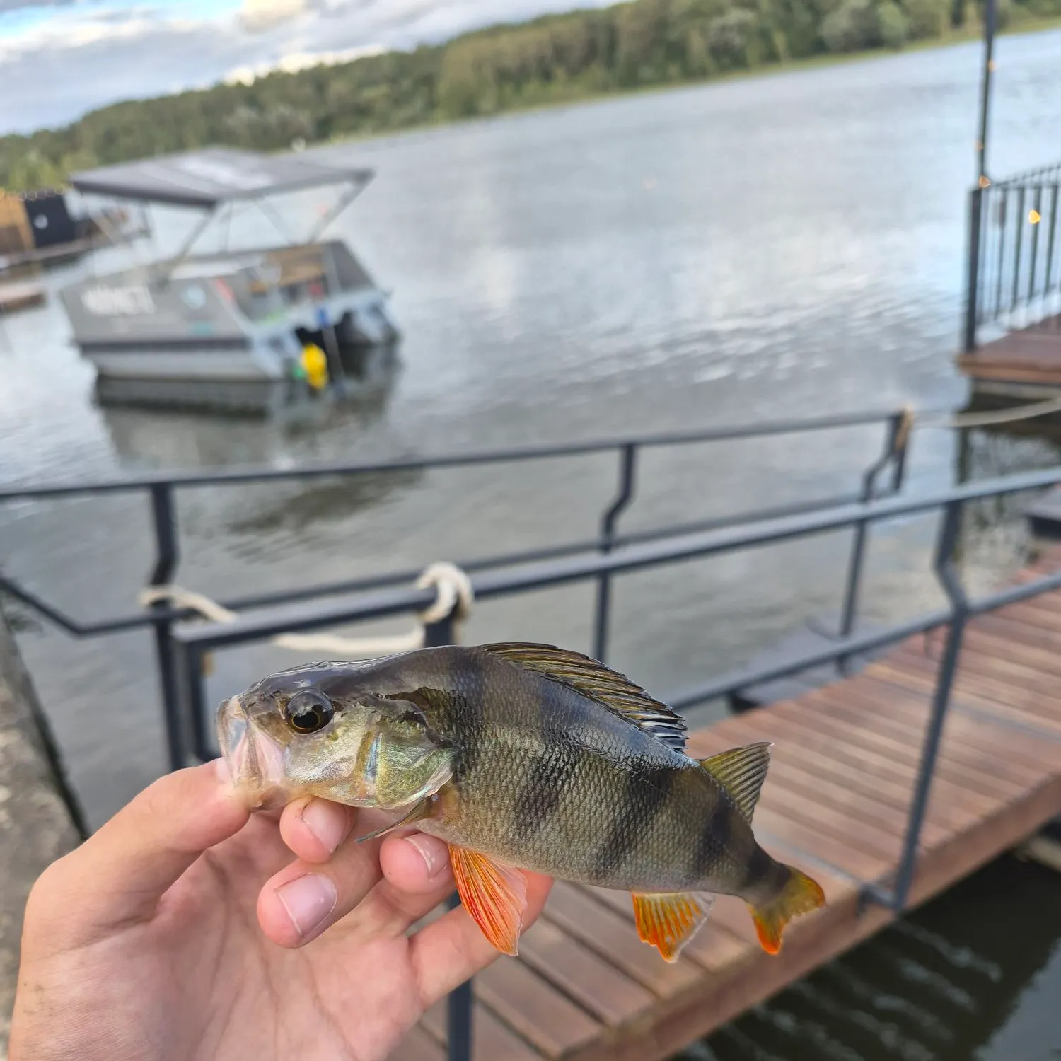 European perch caught on Fishbrain