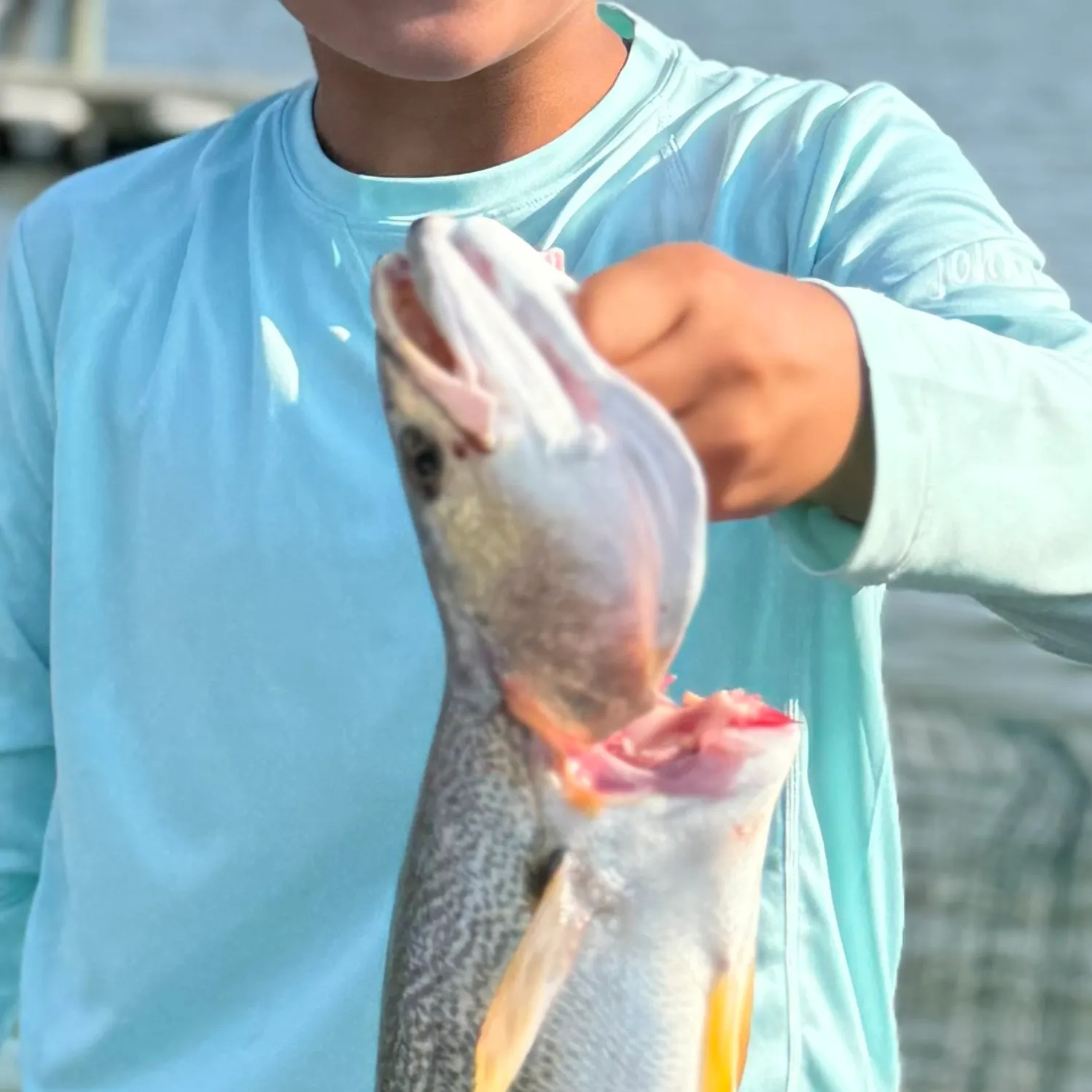 The most recent Gray weakfish catches on Fishbrain