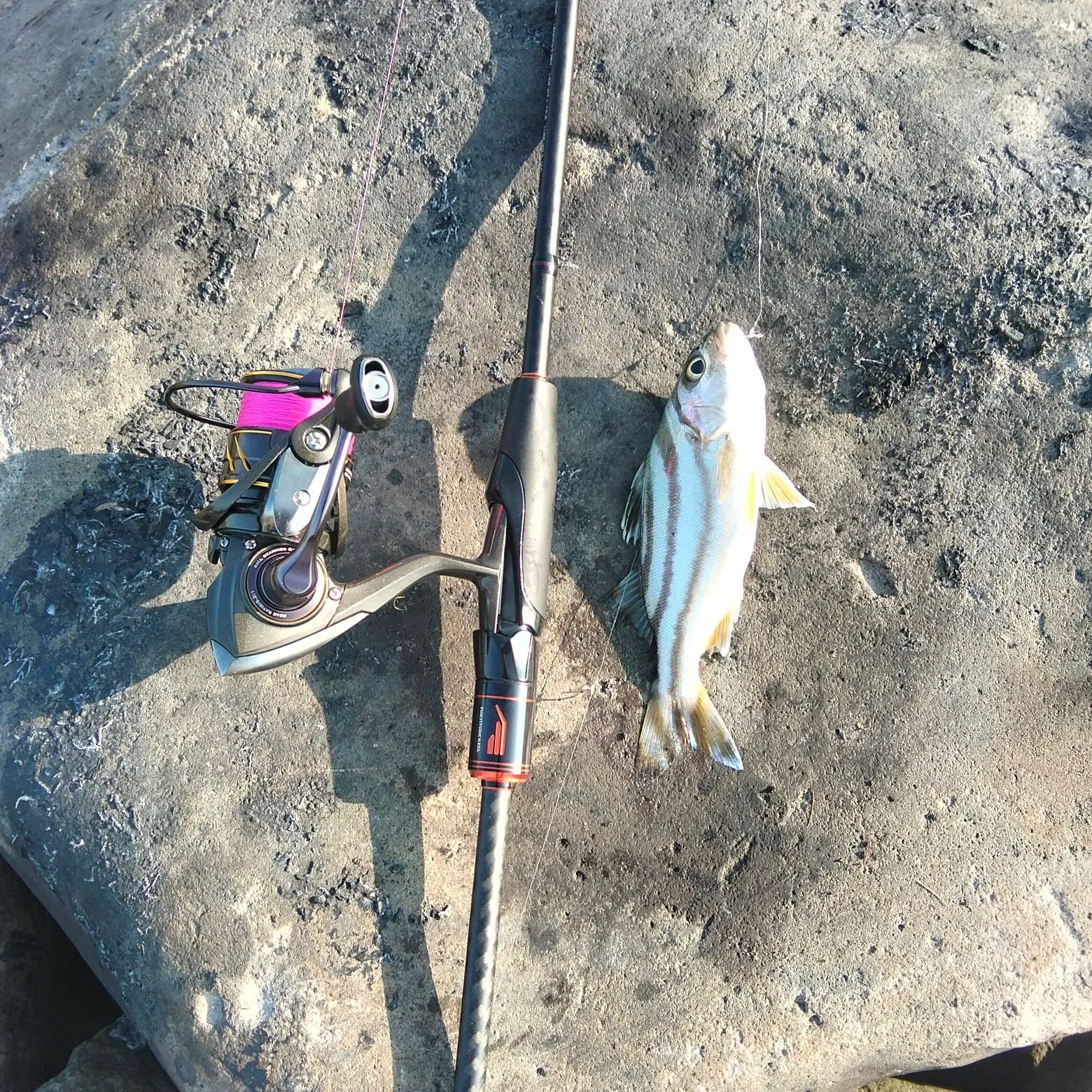 The most recent Jarbua terapon catches on Fishbrain