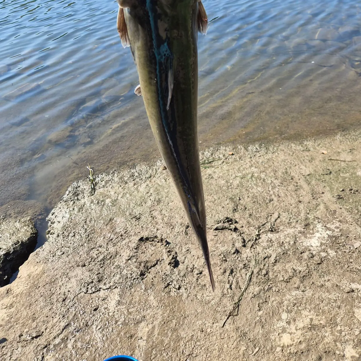 Channel catfish caught on Fishbrain
