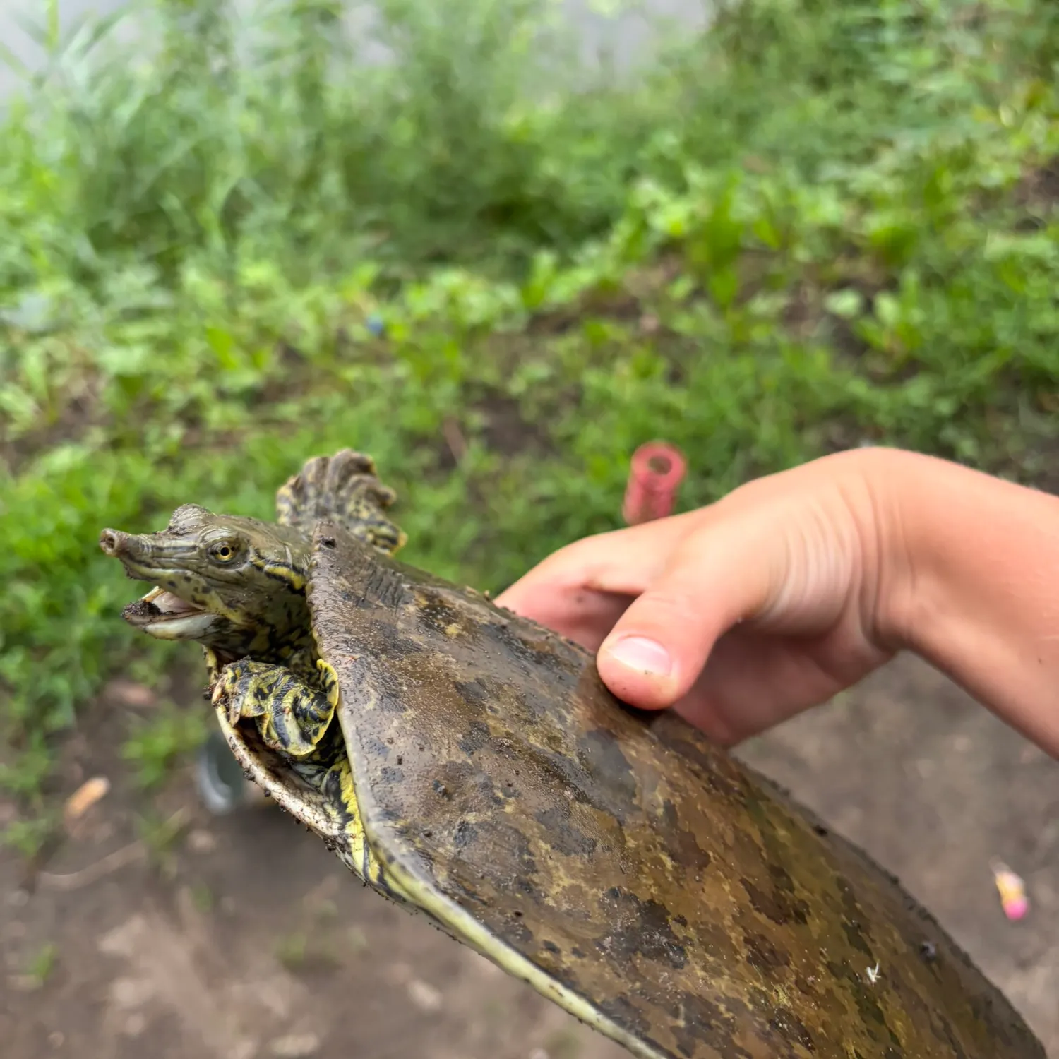 The most recent Smooth softshell turtle catches on Fishbrain