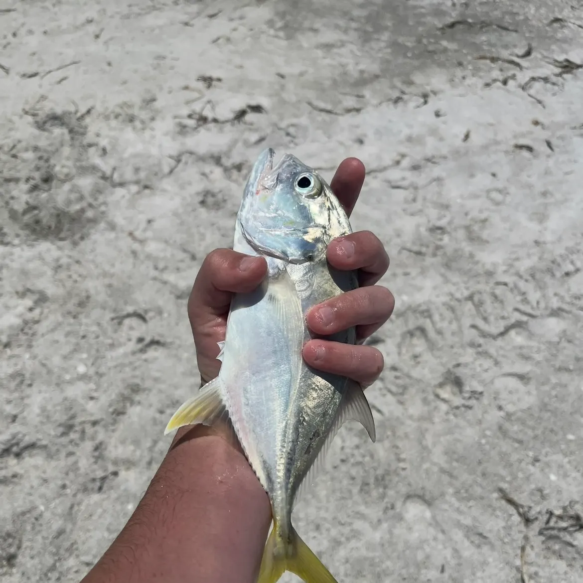 The most recent Crevalle jack catches on Fishbrain