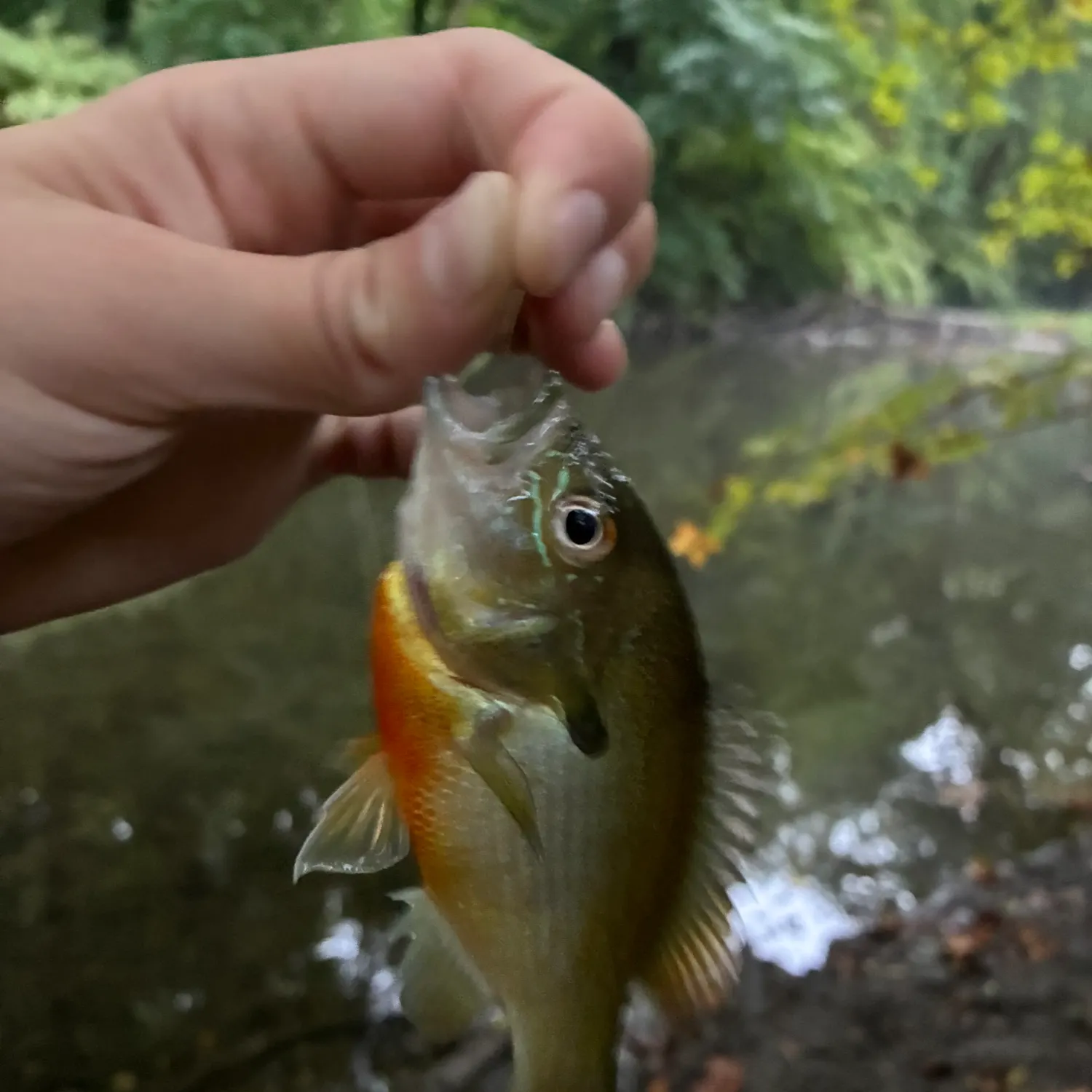 Redbreast sunfish caught on Fishbrain