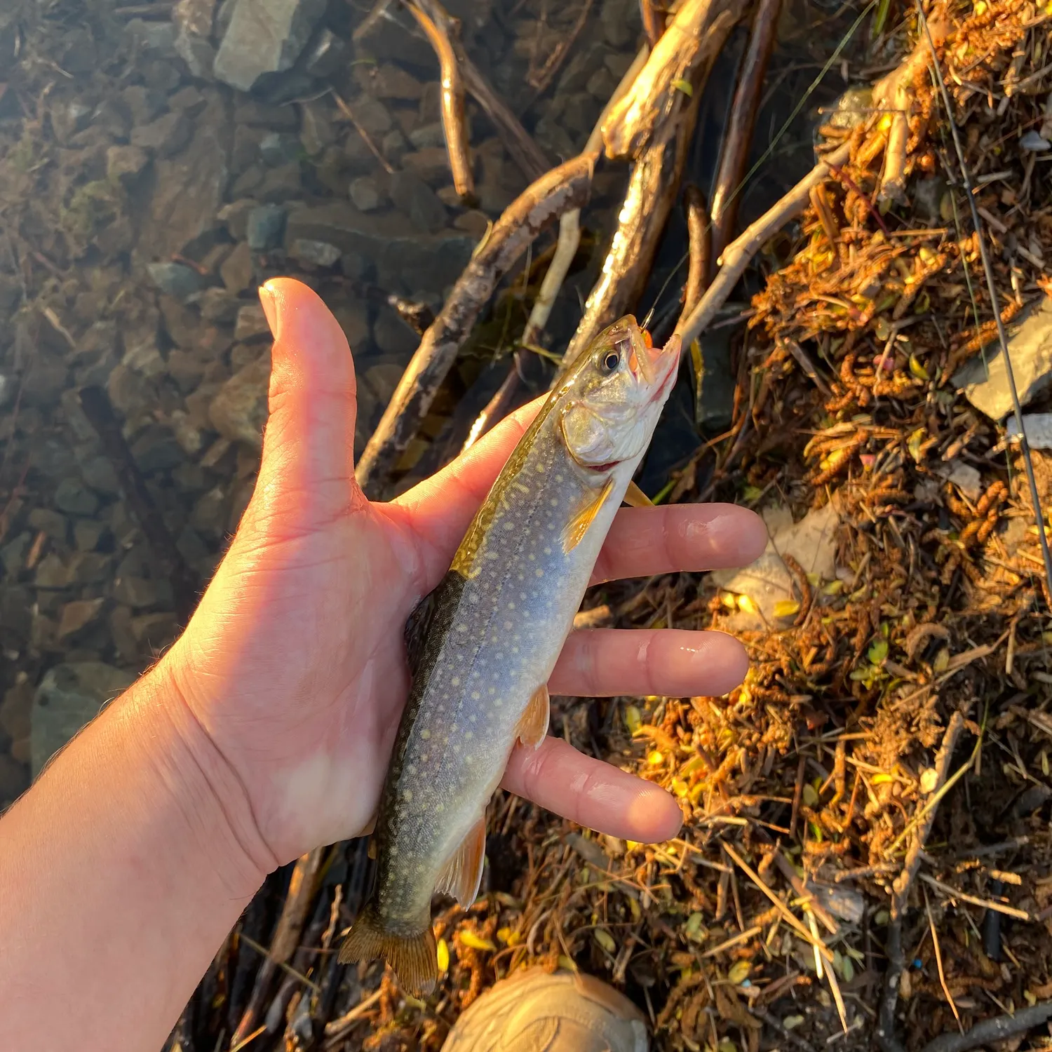 The most recent Splake catches on Fishbrain