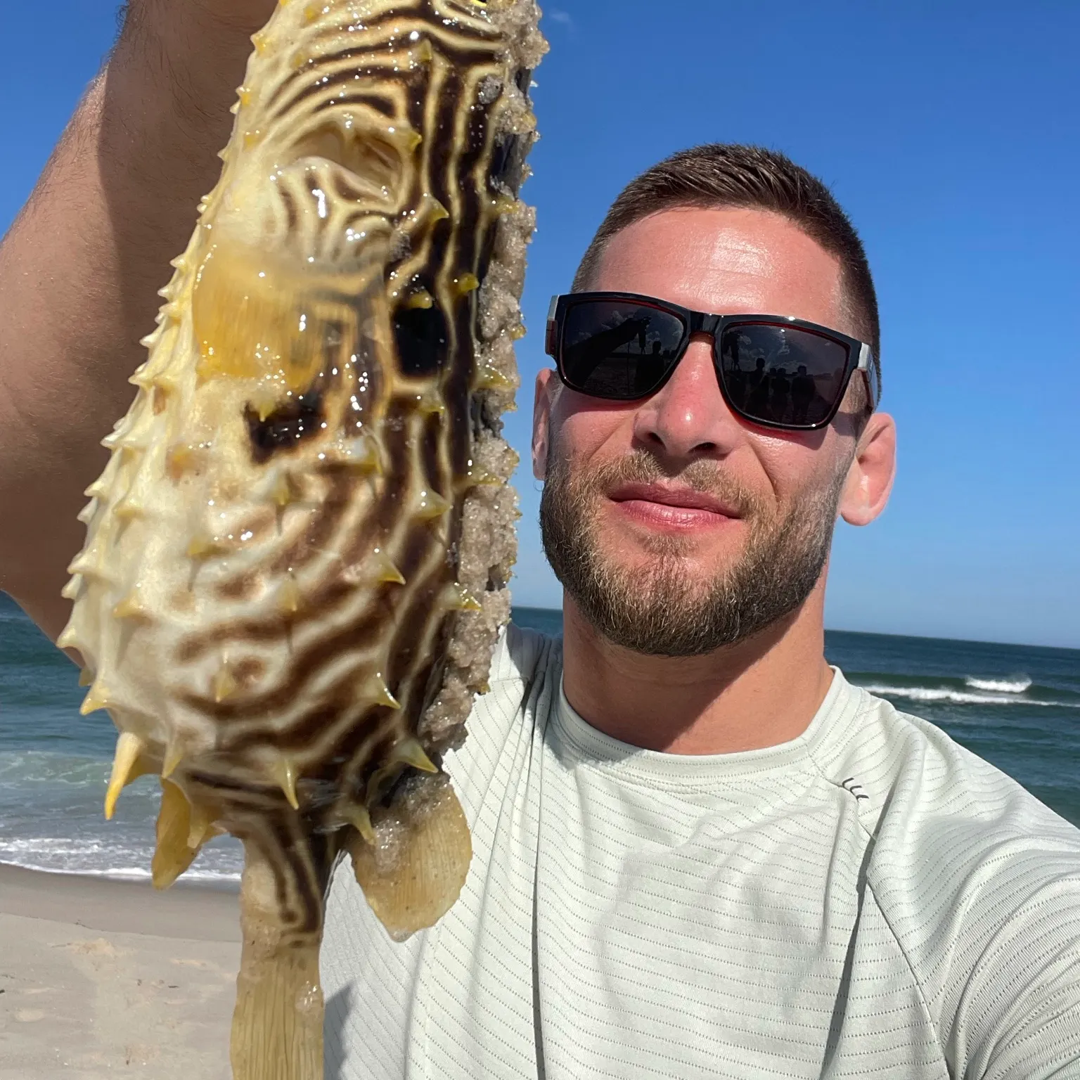 The most recent Striped burrfish catches on Fishbrain