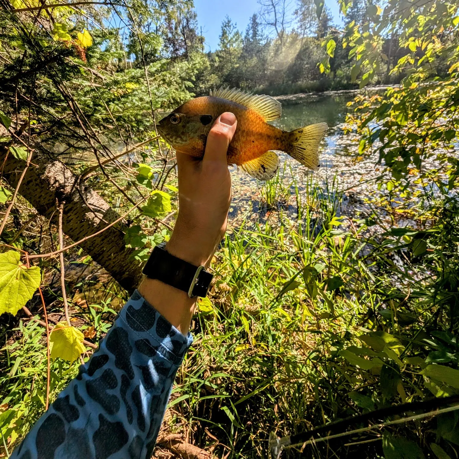 Pumpkinseed caught on Fishbrain
