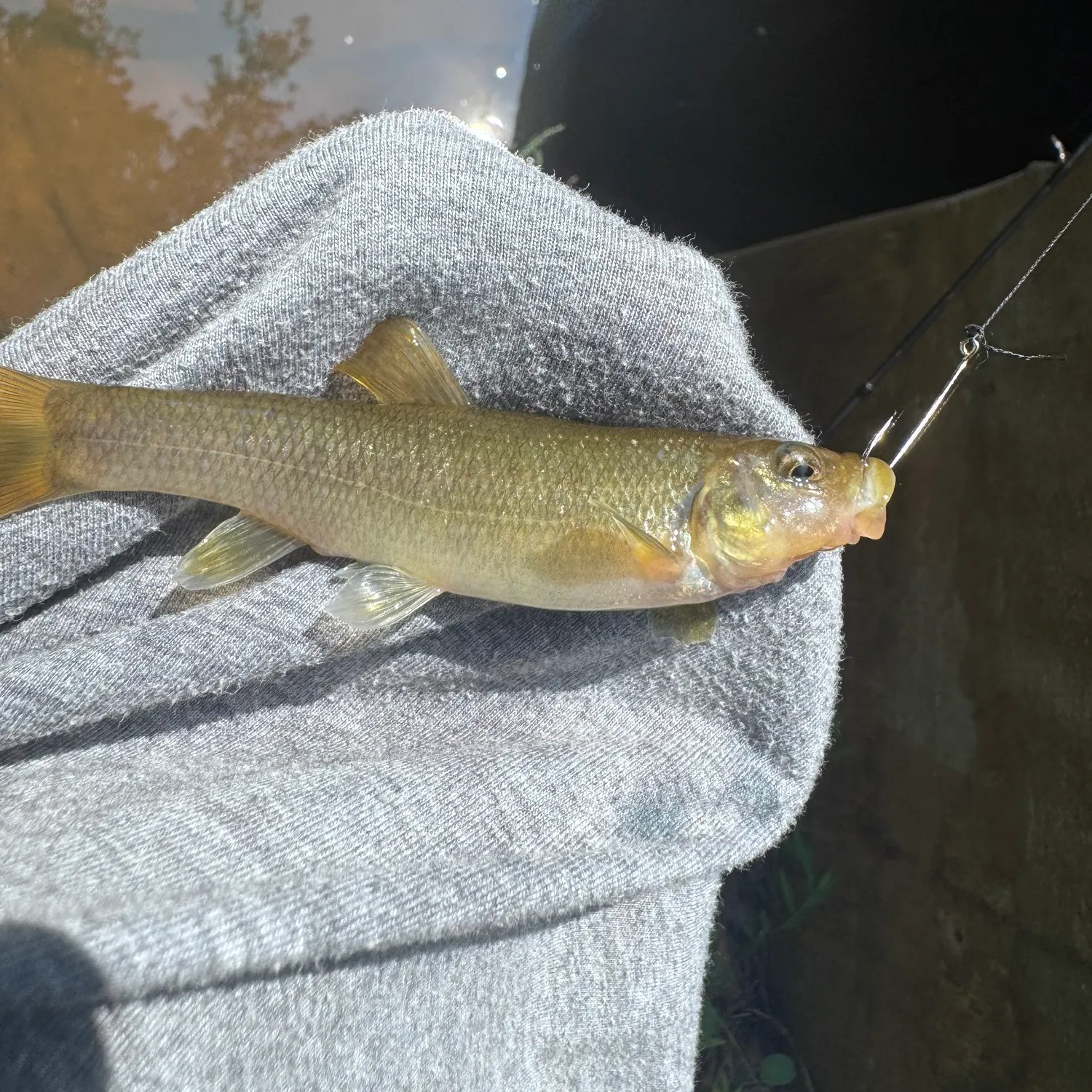 Cutlips minnow caught on Fishbrain