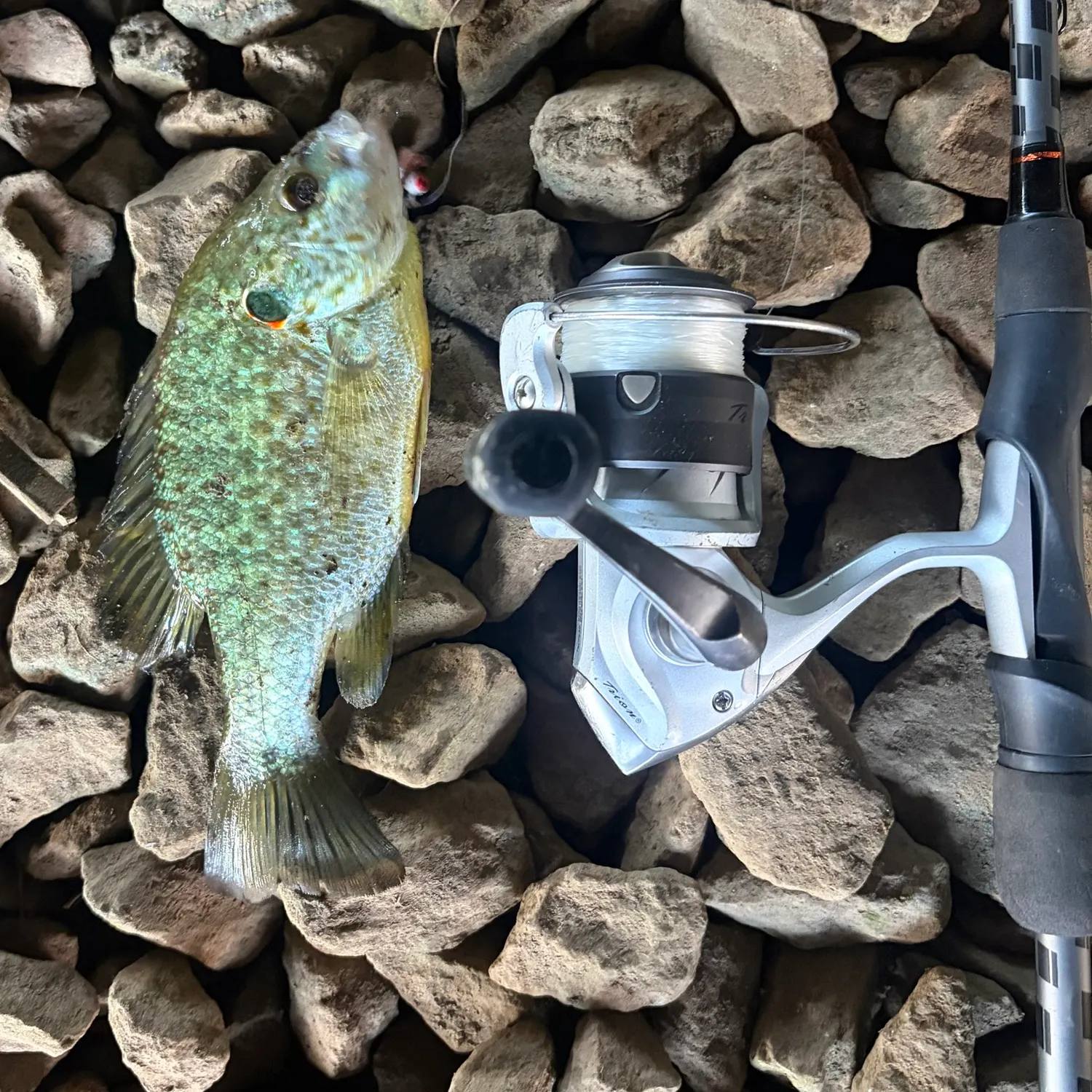 Pumpkinseed caught on Fishbrain