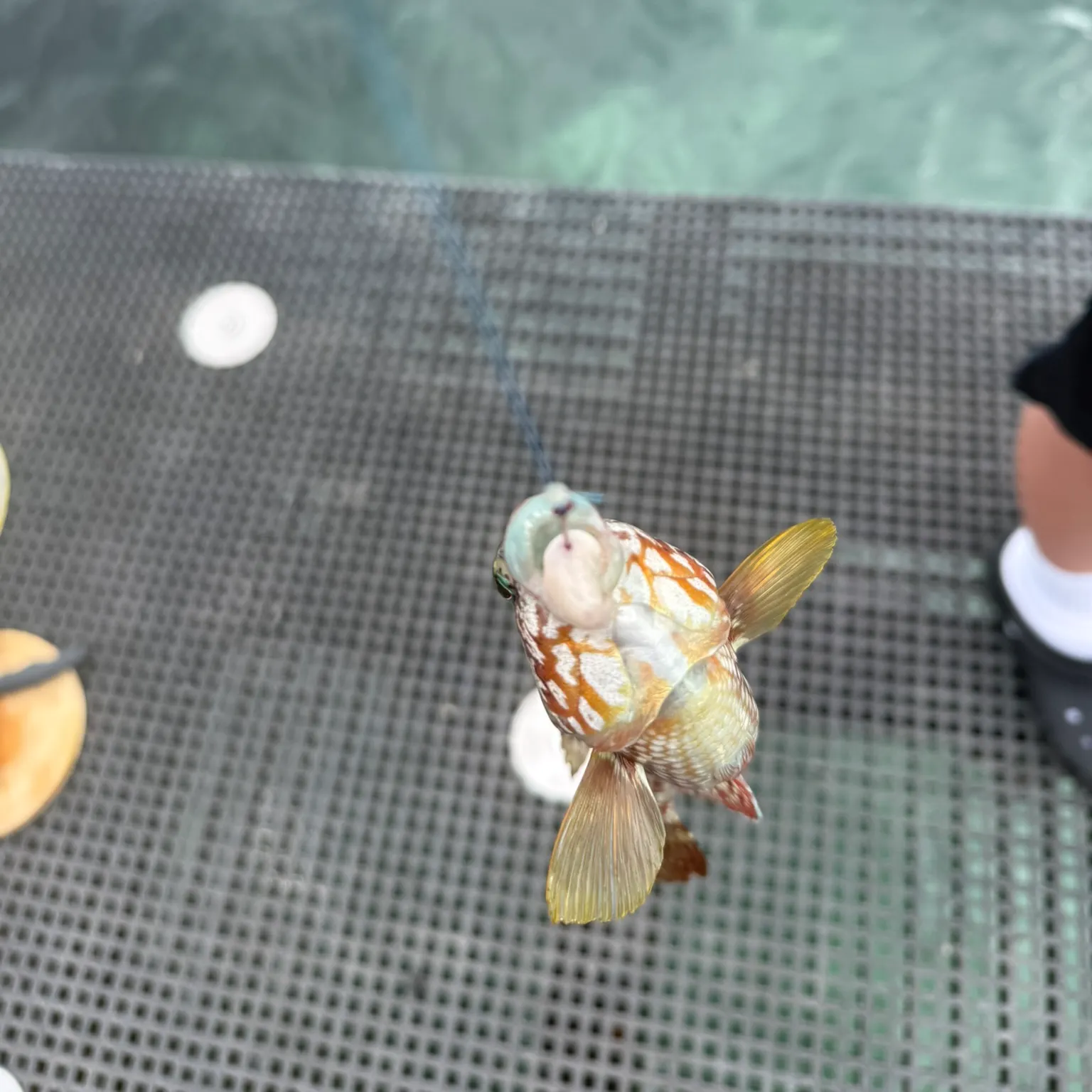 The most recent Brownspotted wrasse catches on Fishbrain