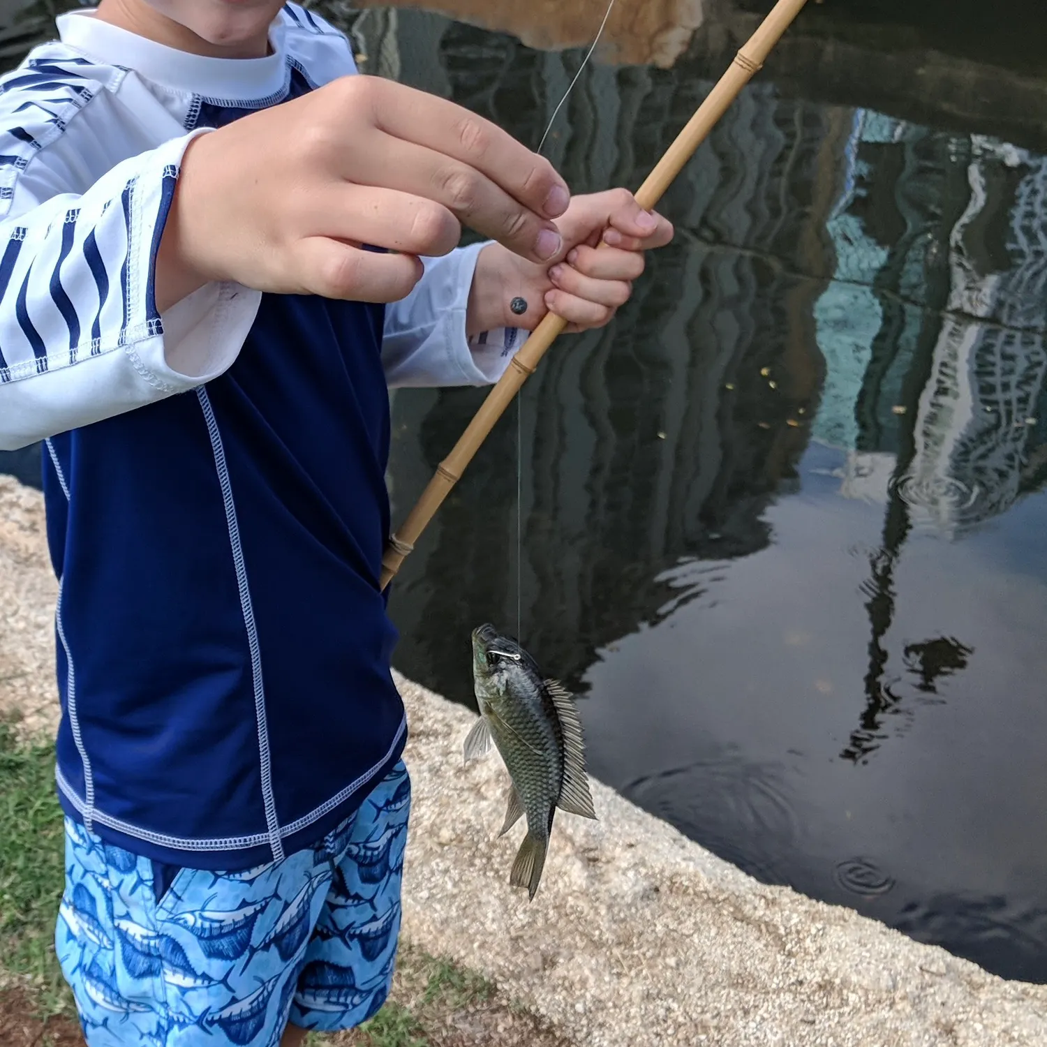 The most recent Blue tilapia catches on Fishbrain