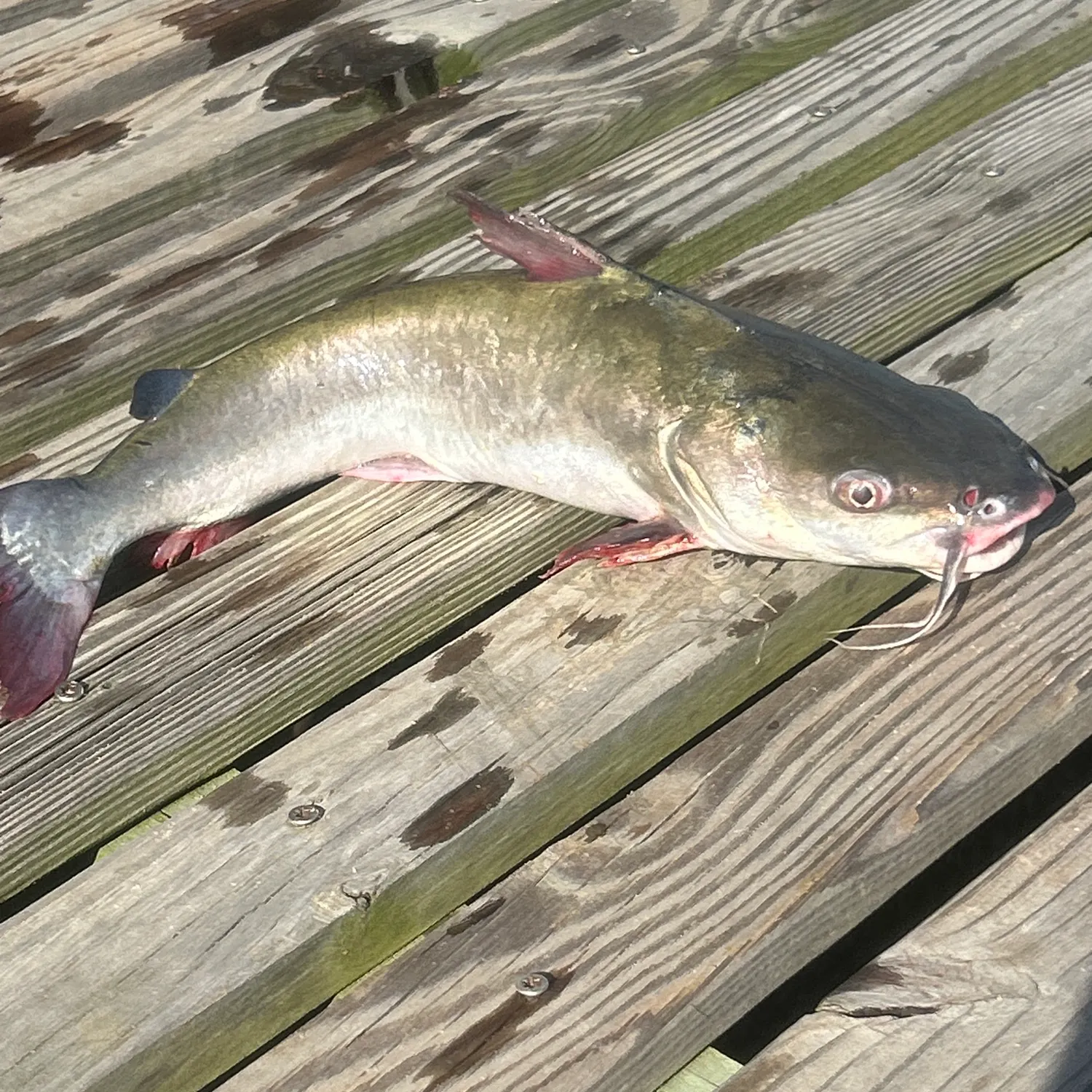 catch