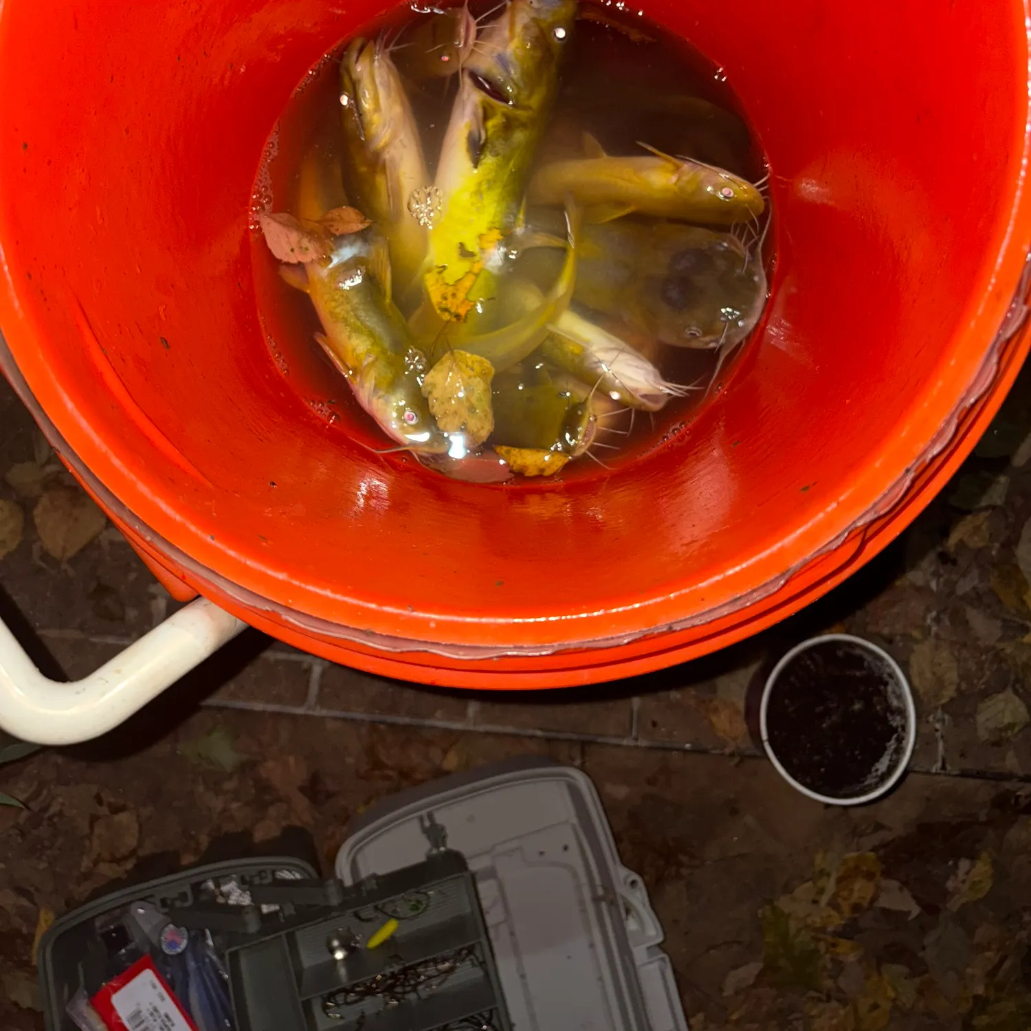 Yellow bullhead caught on Fishbrain