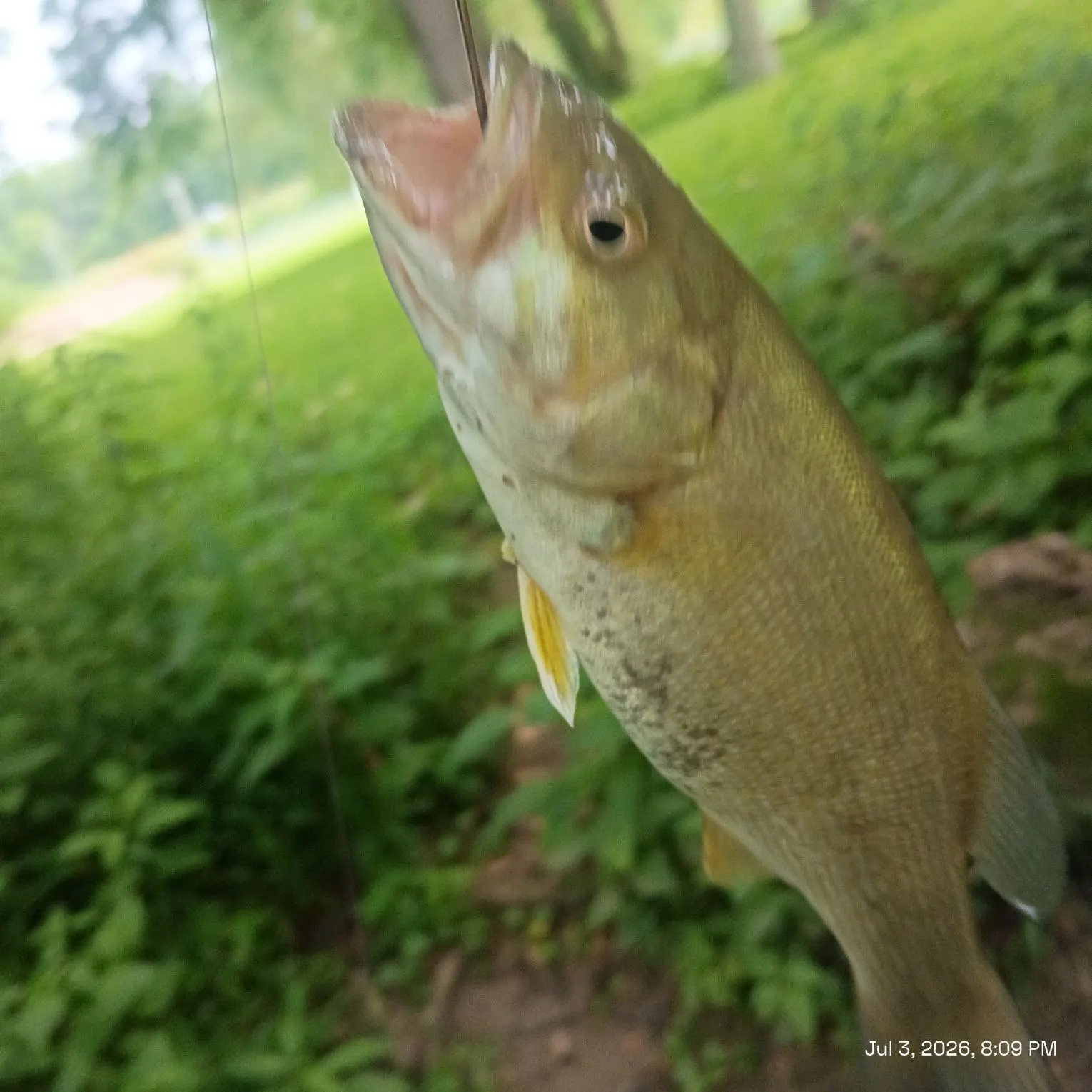 recently logged catches