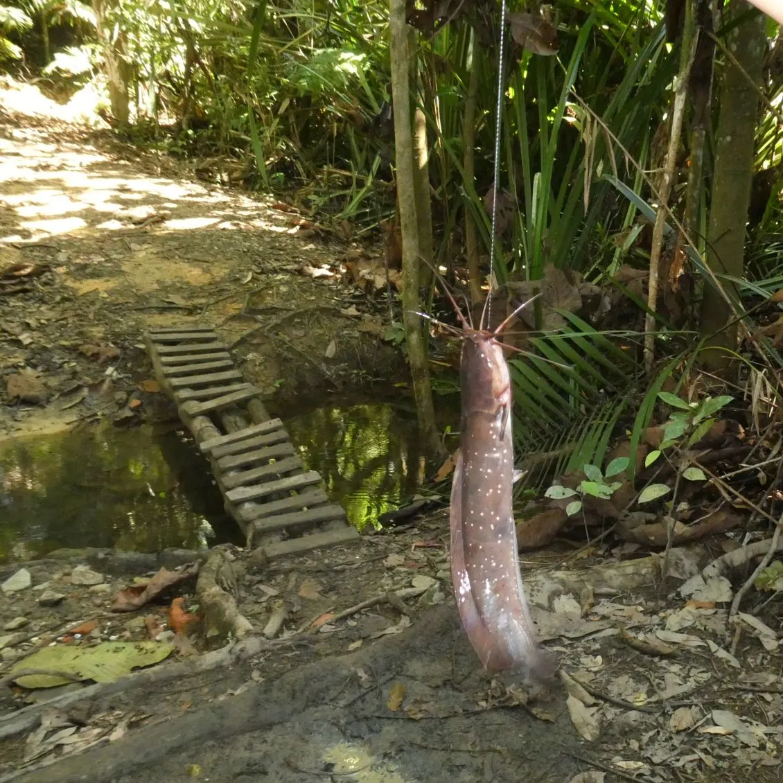 The most recent North African catfish catches on Fishbrain