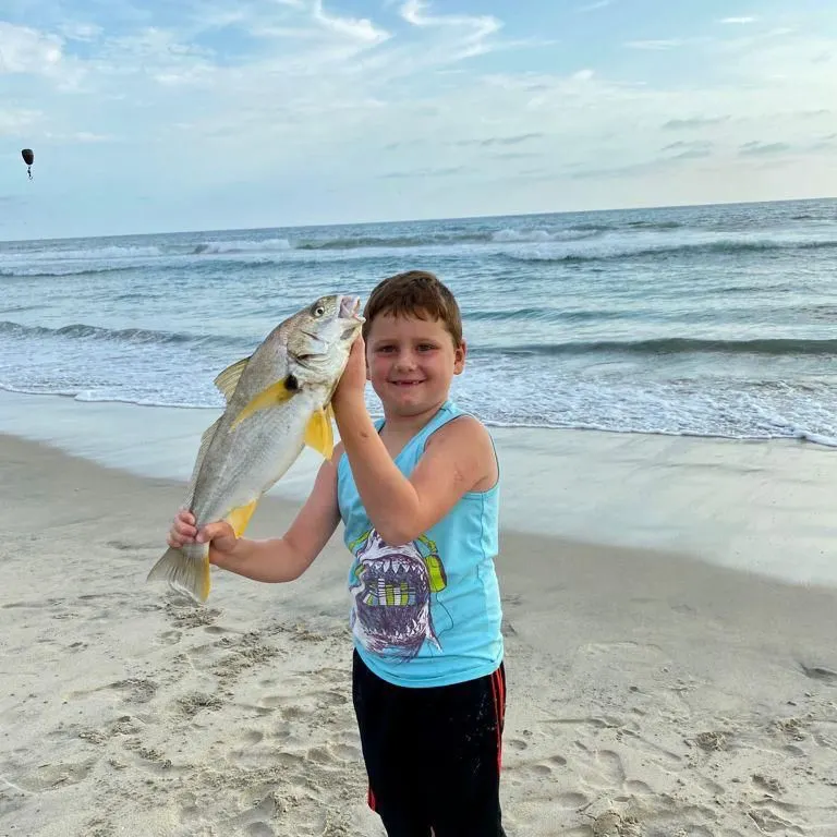 The most recent Spotfin croaker catches on Fishbrain