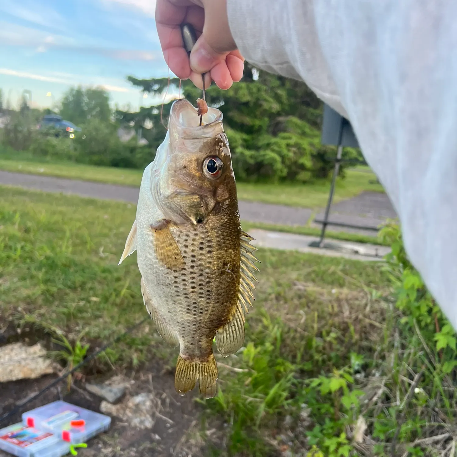 catch