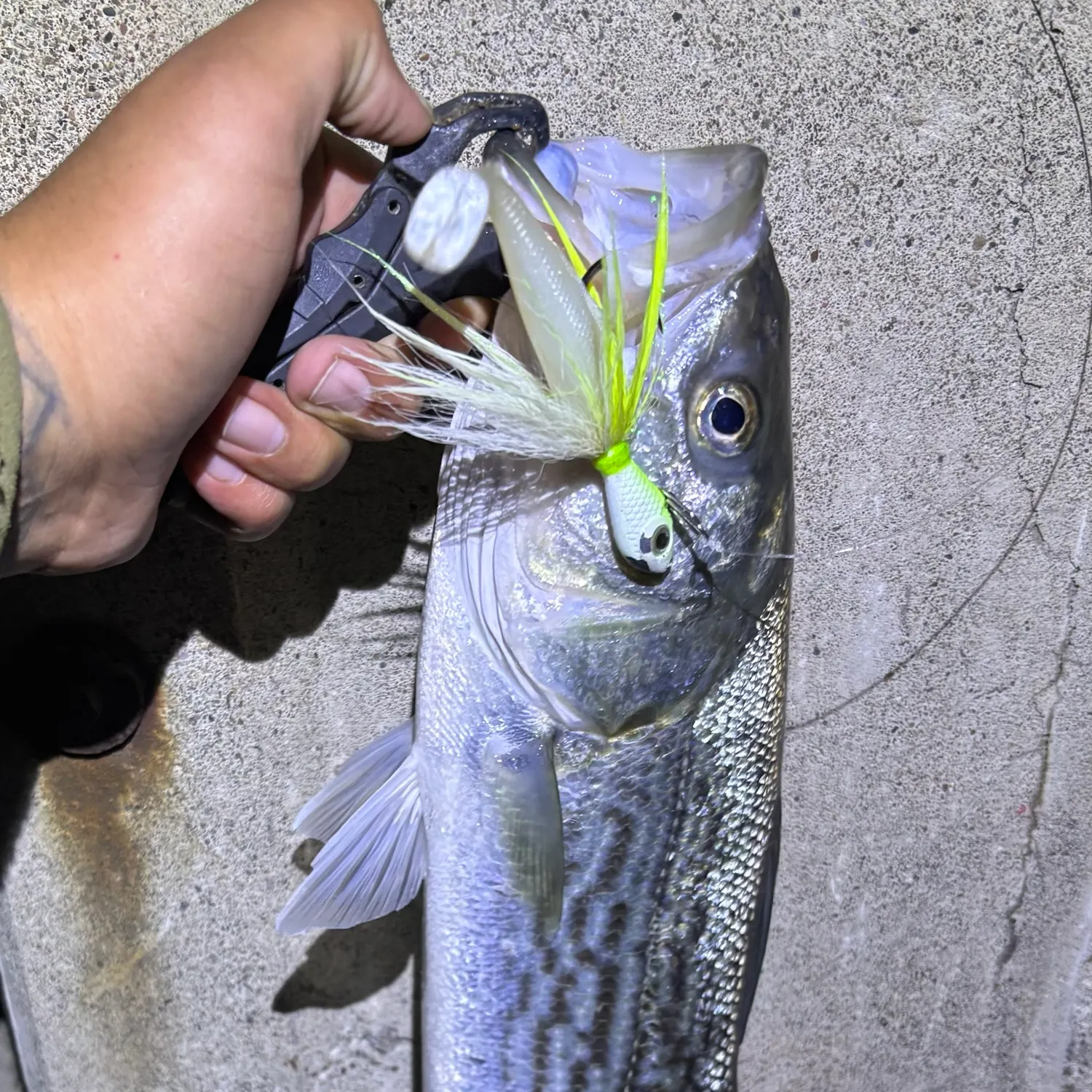 Striped bass caught on Fishbrain