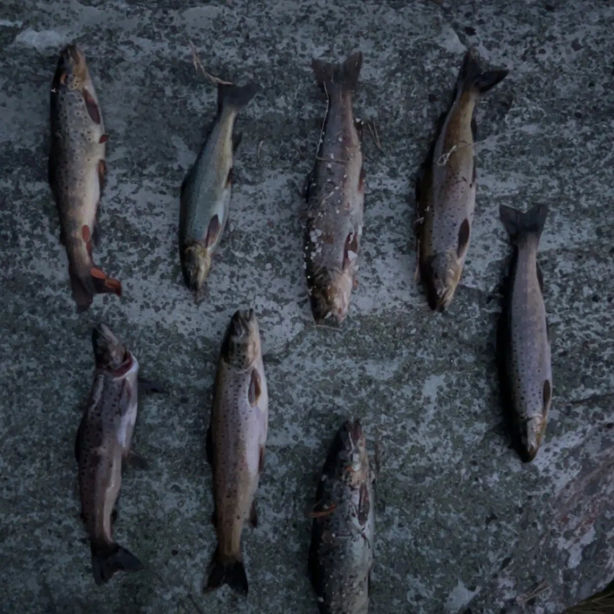 recently logged catches