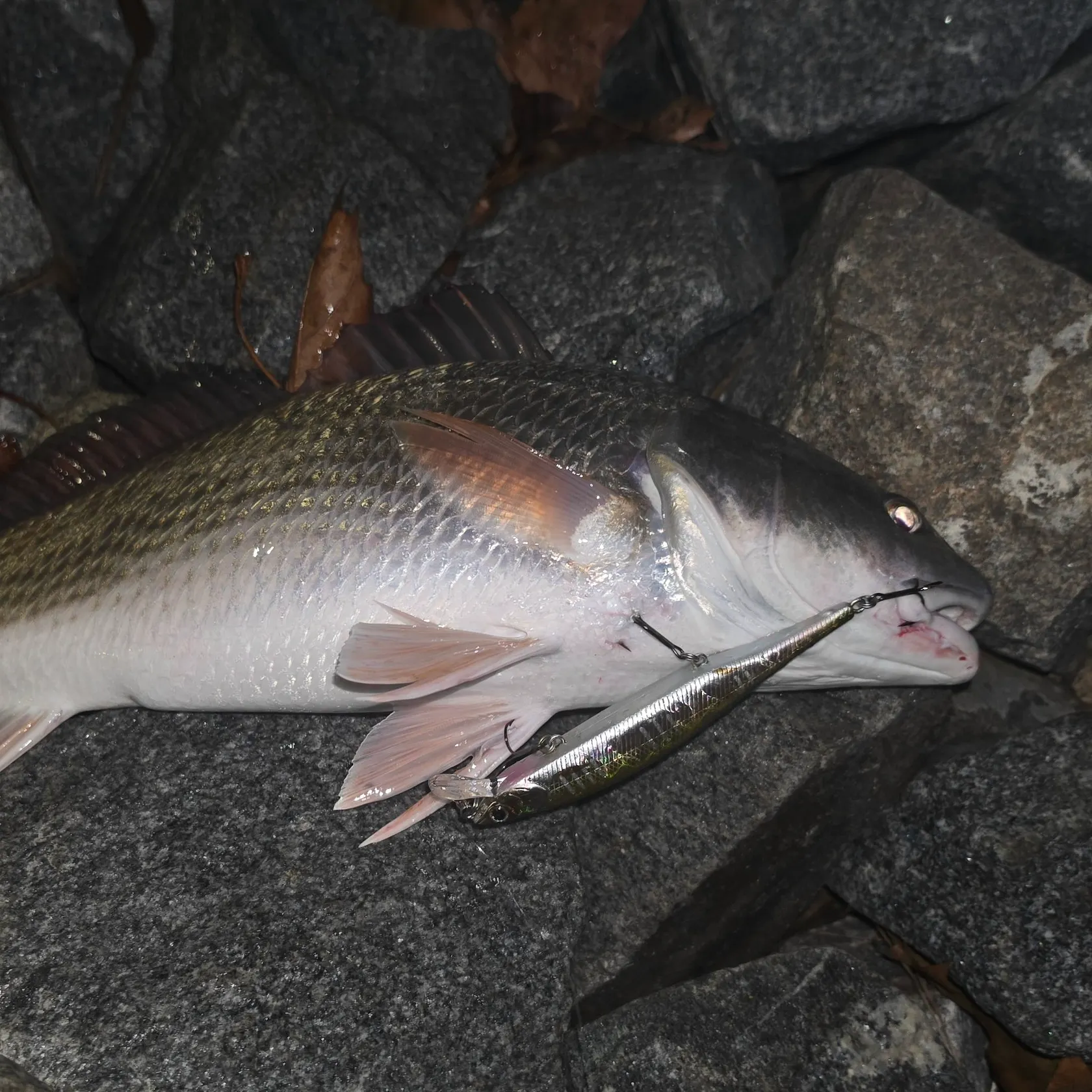 Red drum caught on Fishbrain