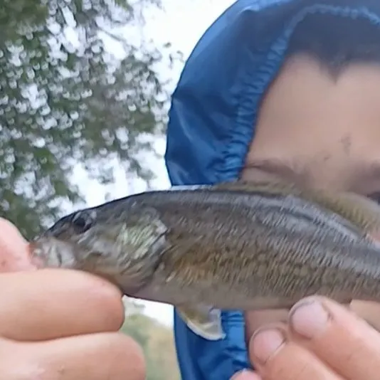 Smallmouth bass caught on Fishbrain