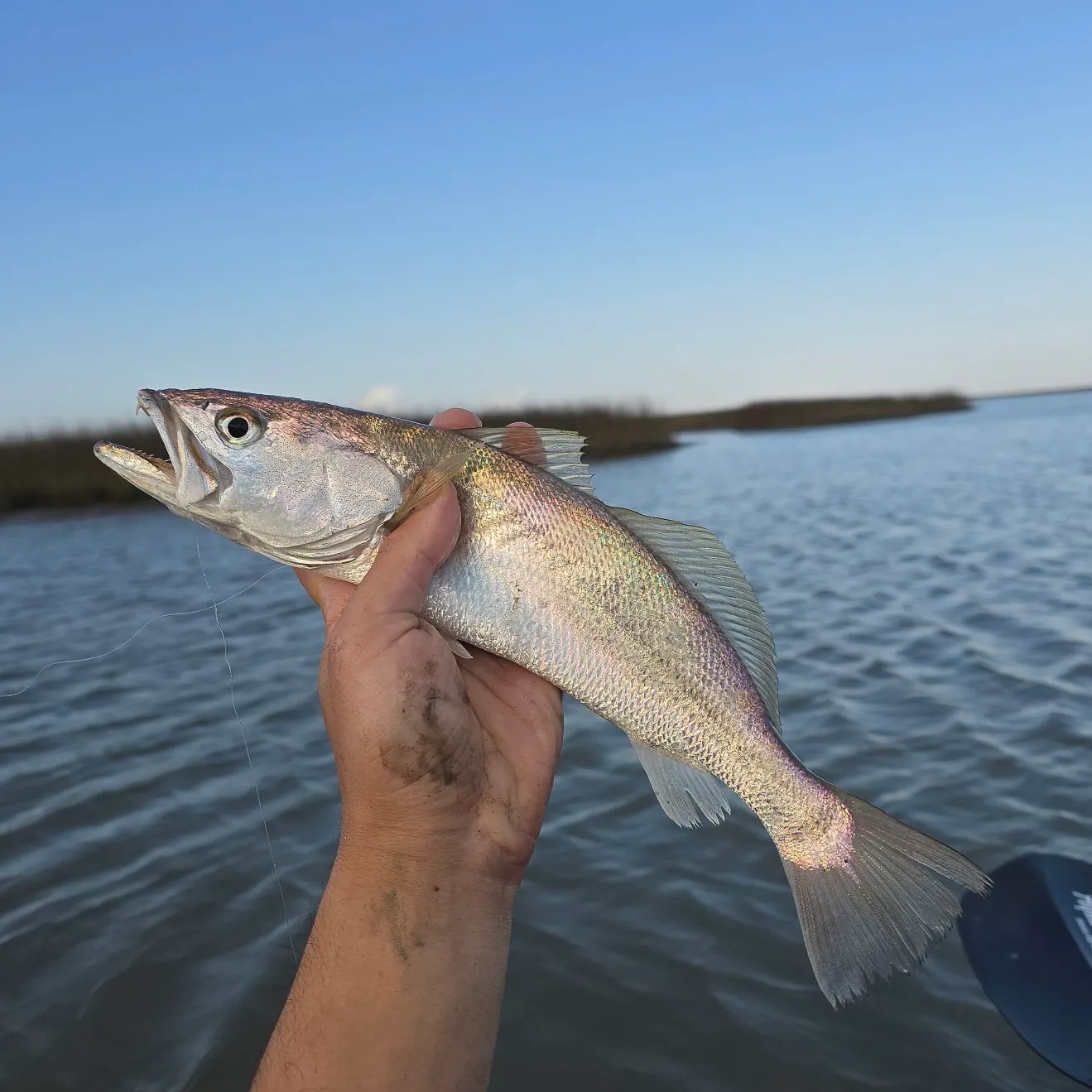 The most recent Sand seatrout catches on Fishbrain
