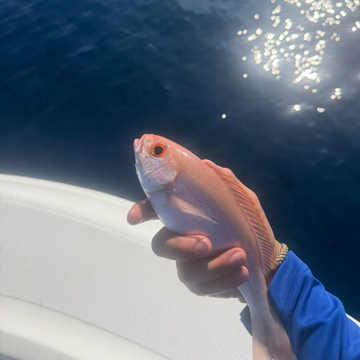 The most recent Vermilion snapper catches on Fishbrain