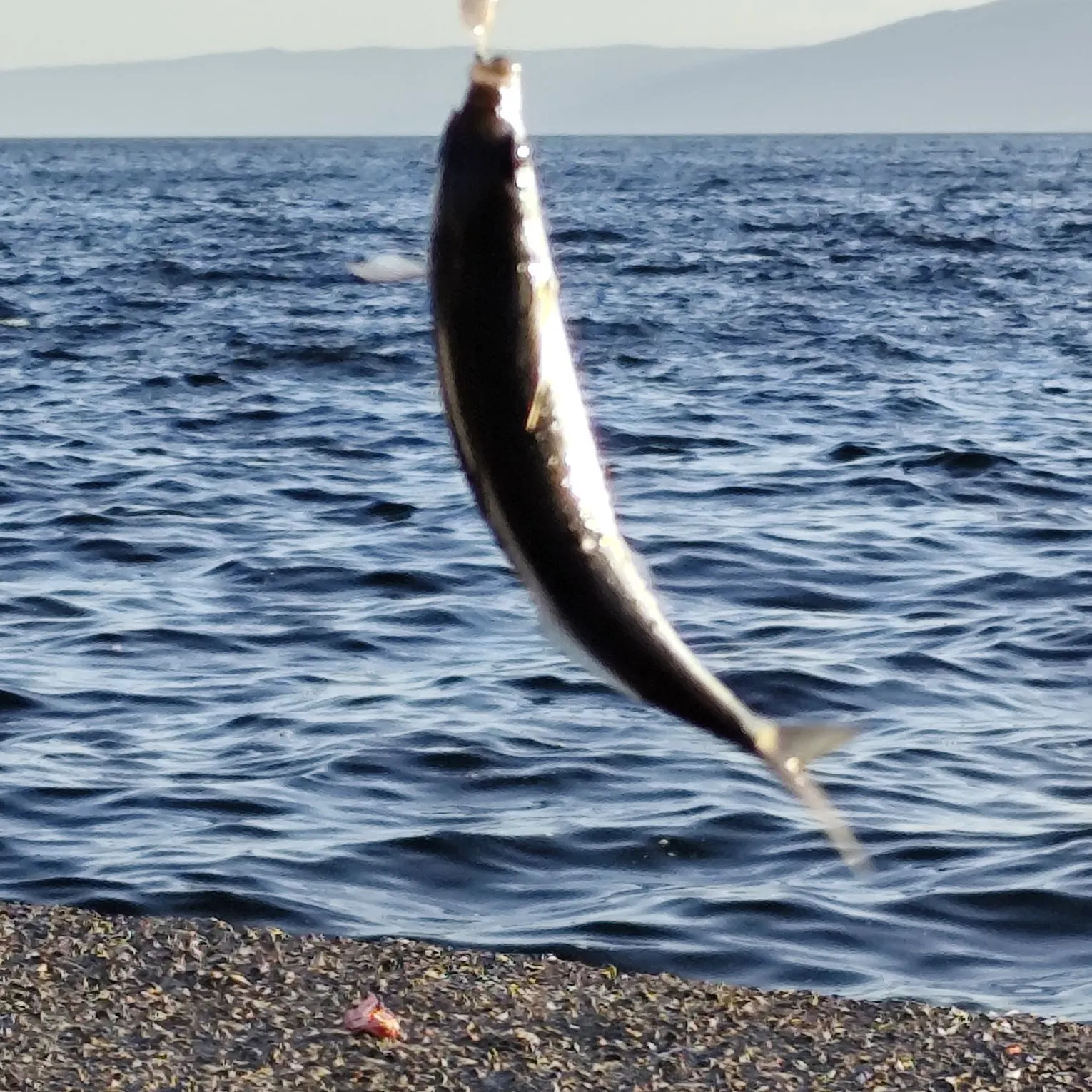 Striped mullet caught on Fishbrain