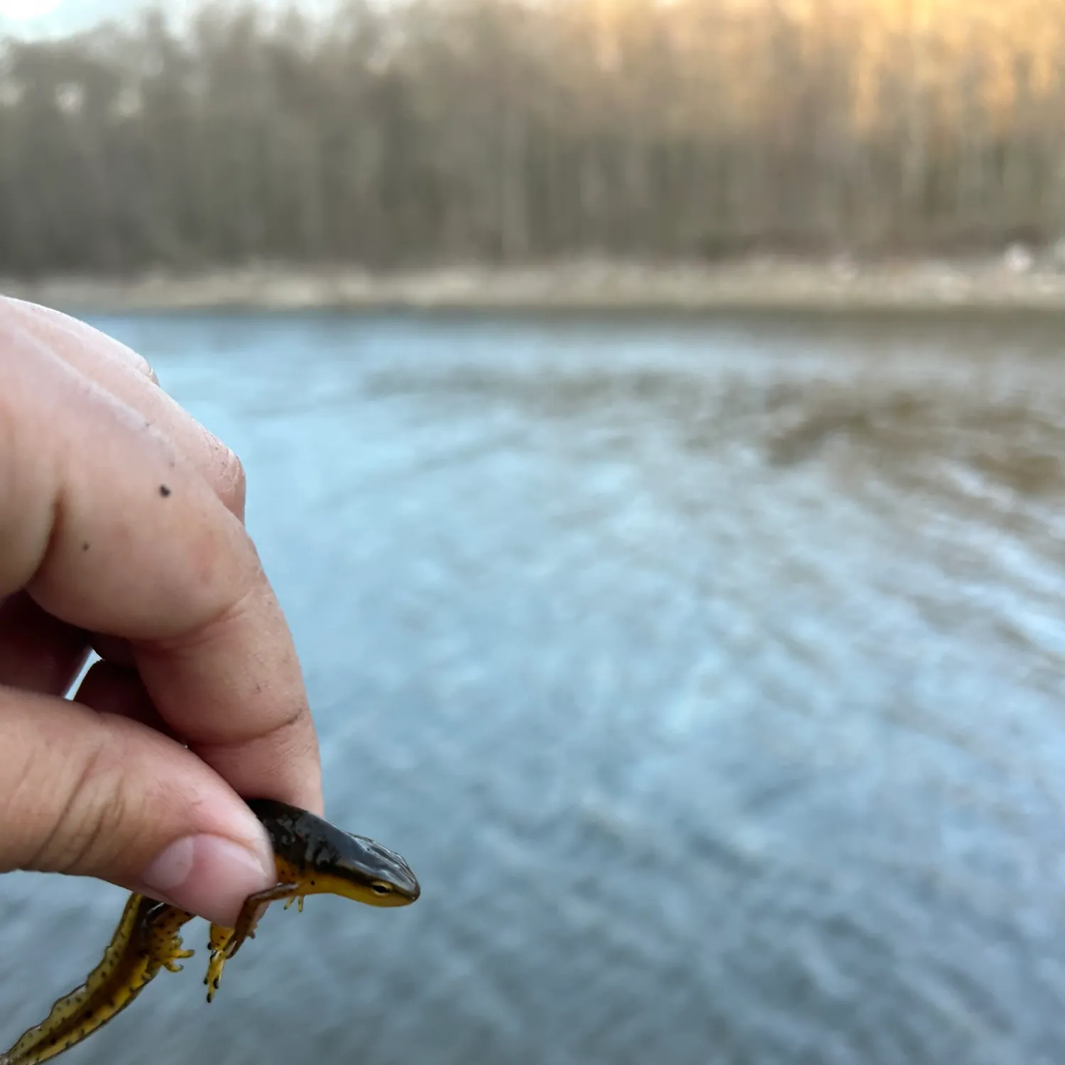 The most recent Salamander shark catches on Fishbrain