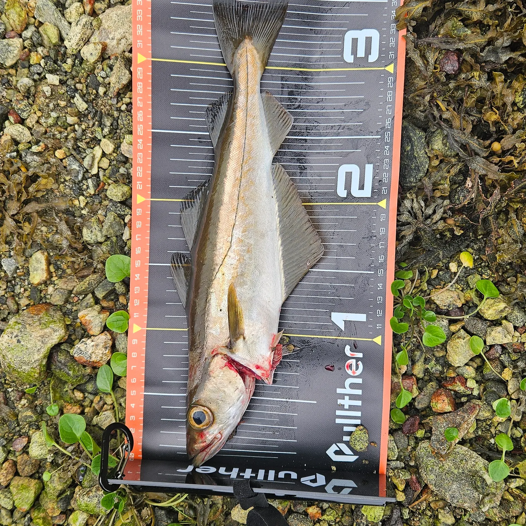 Pollack caught on Fishbrain