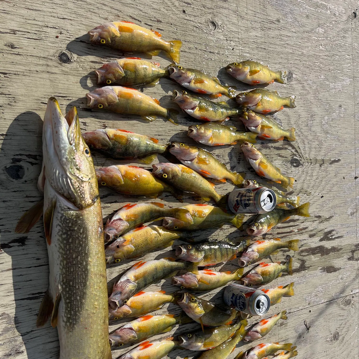 recently logged catches