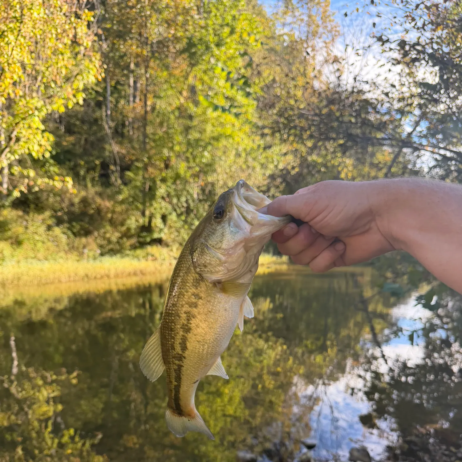 Spotted bass caught on Fishbrain