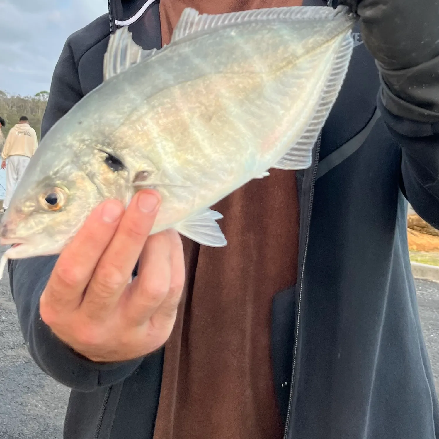 The most recent White trevally catches on Fishbrain