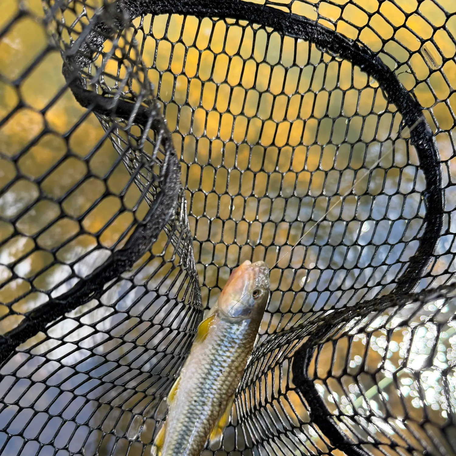River chub caught on Fishbrain