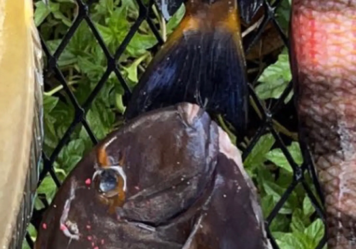 Eyestripe surgeonfish