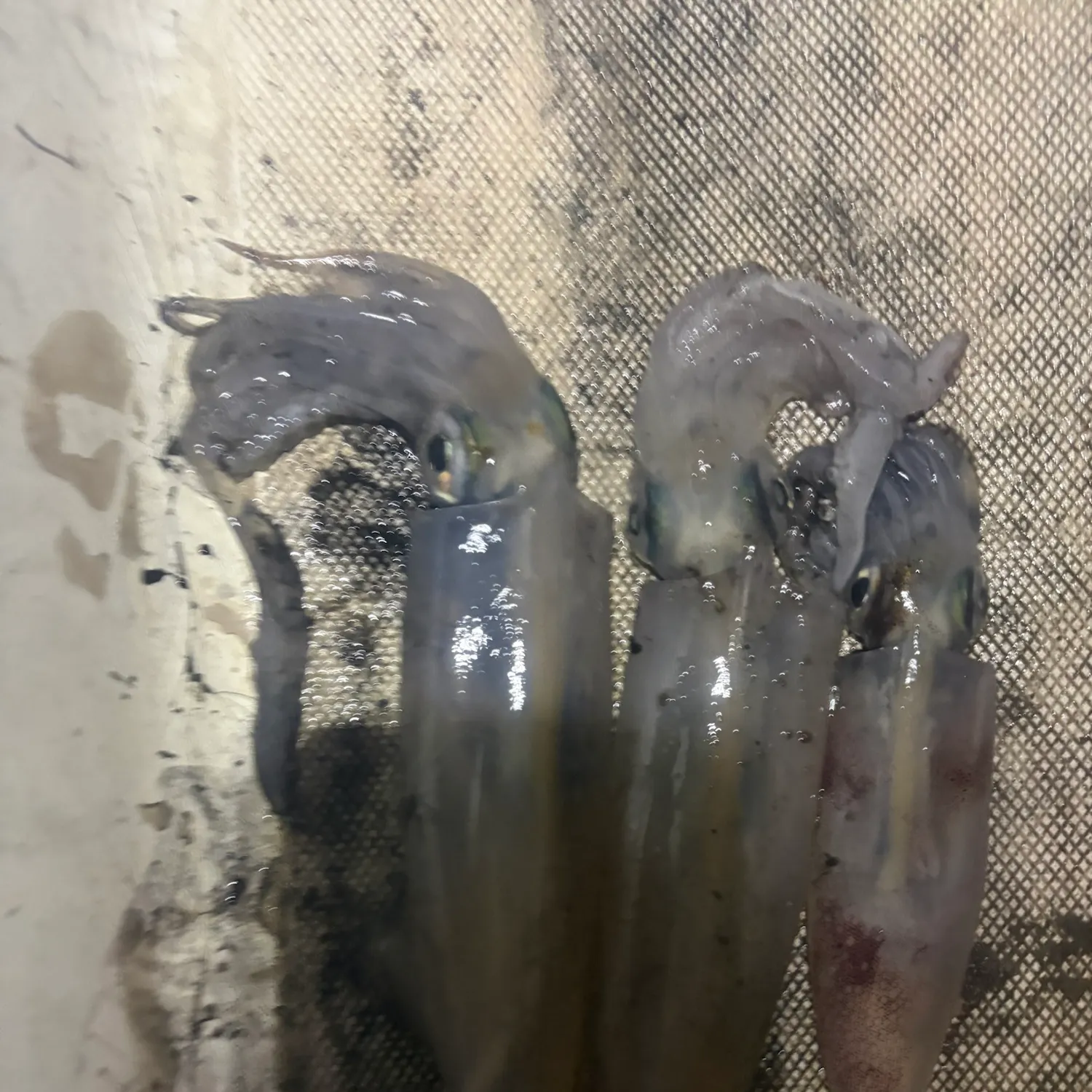 The most recent European flying squid catches on Fishbrain