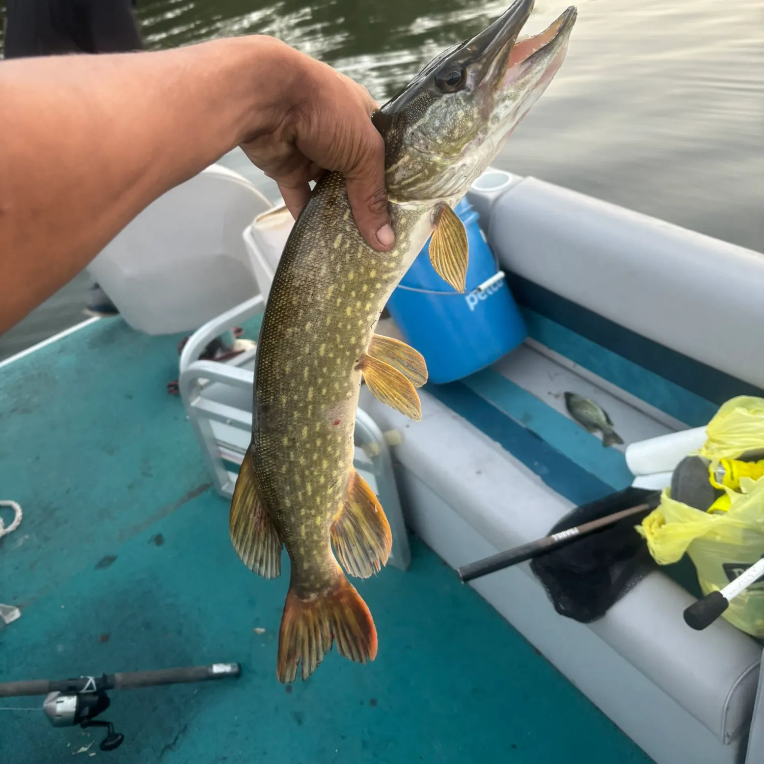 Northern pike caught on Fishbrain