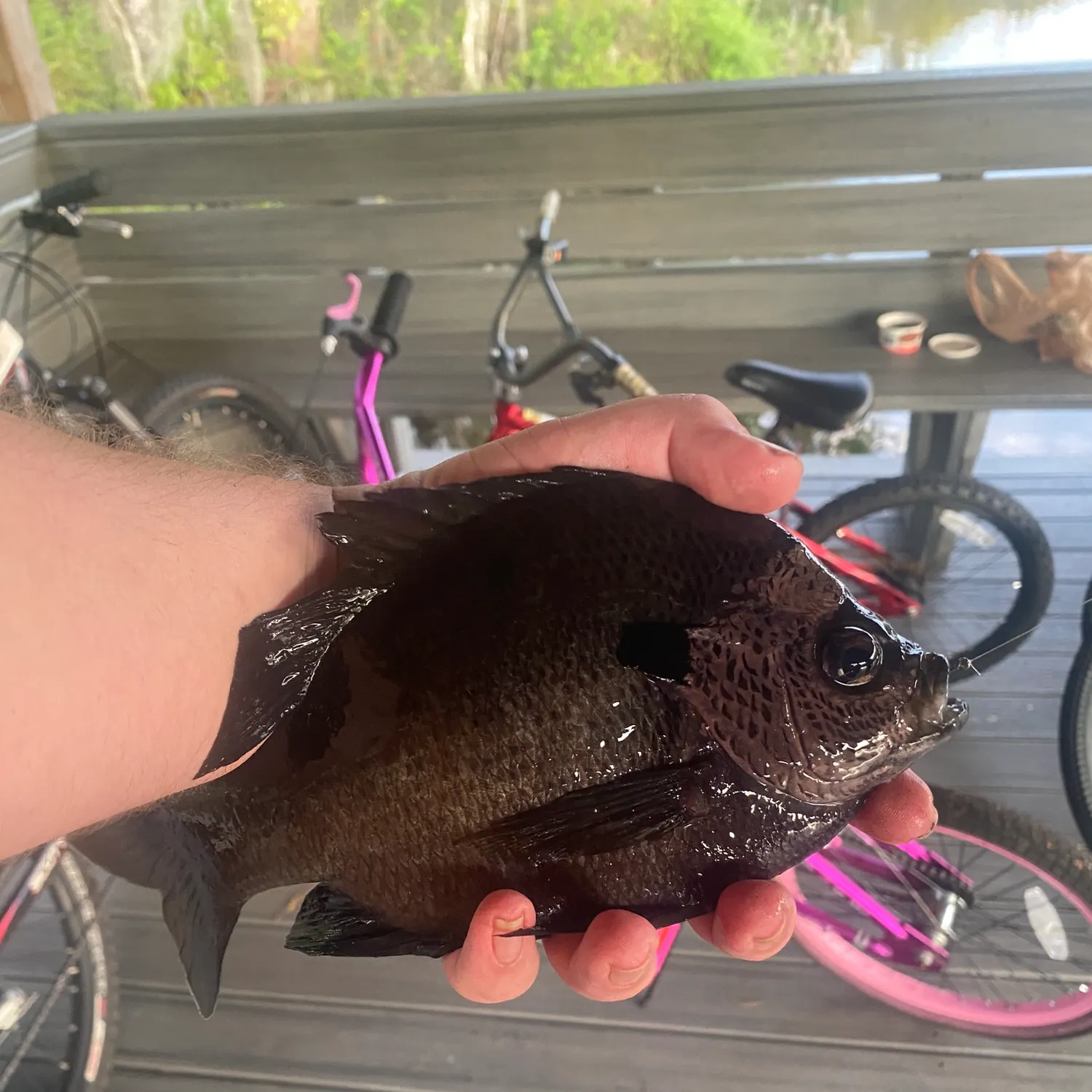 Bluegill caught on Fishbrain