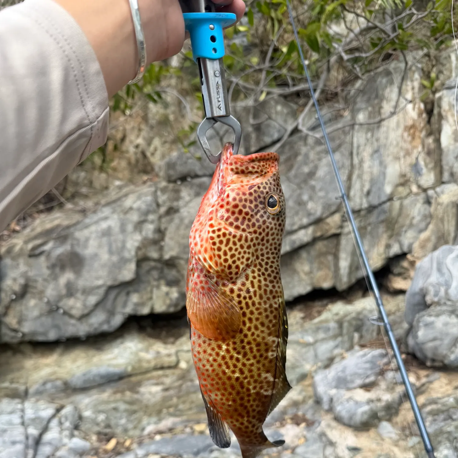 The most recent Red hind grouper catches on Fishbrain