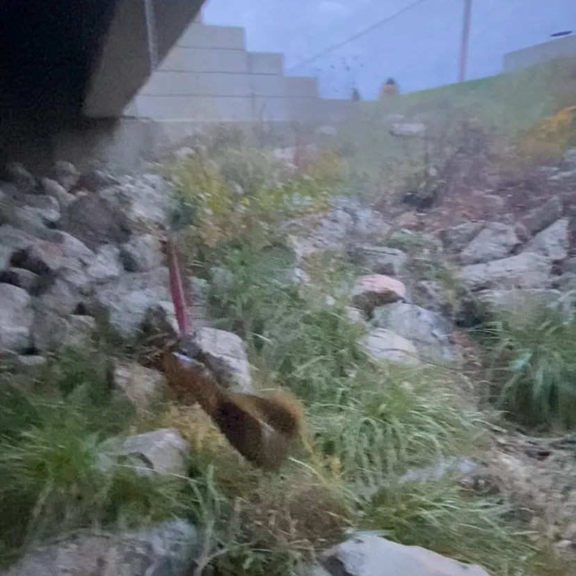 The most recent Sea lamprey catches on Fishbrain