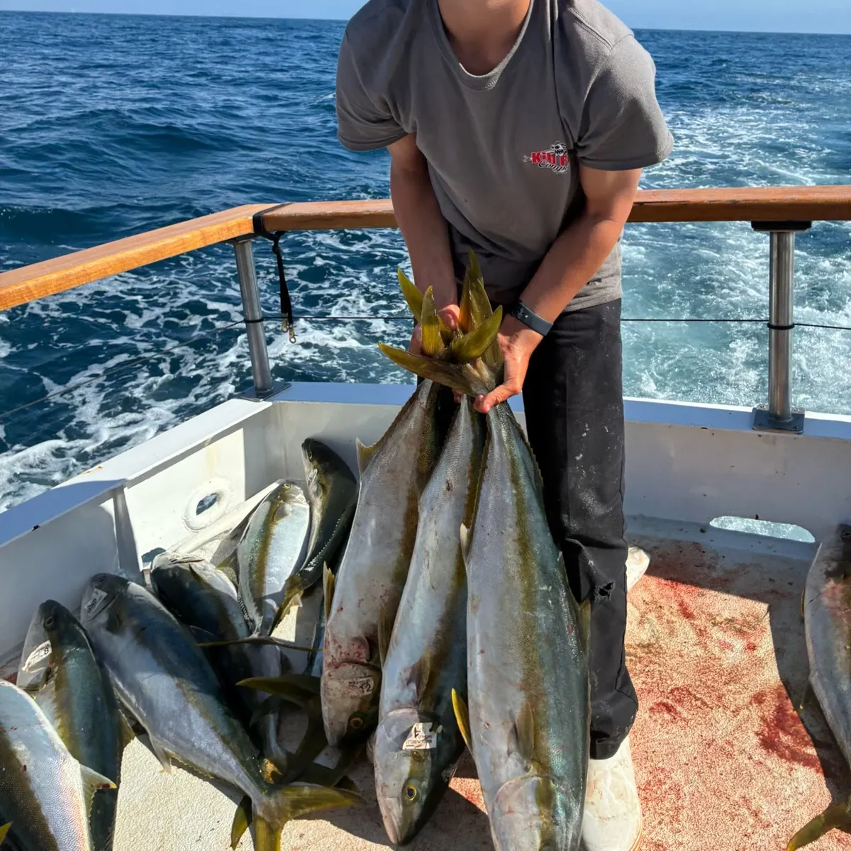 The most recent California yellowtail amberjack catches on Fishbrain