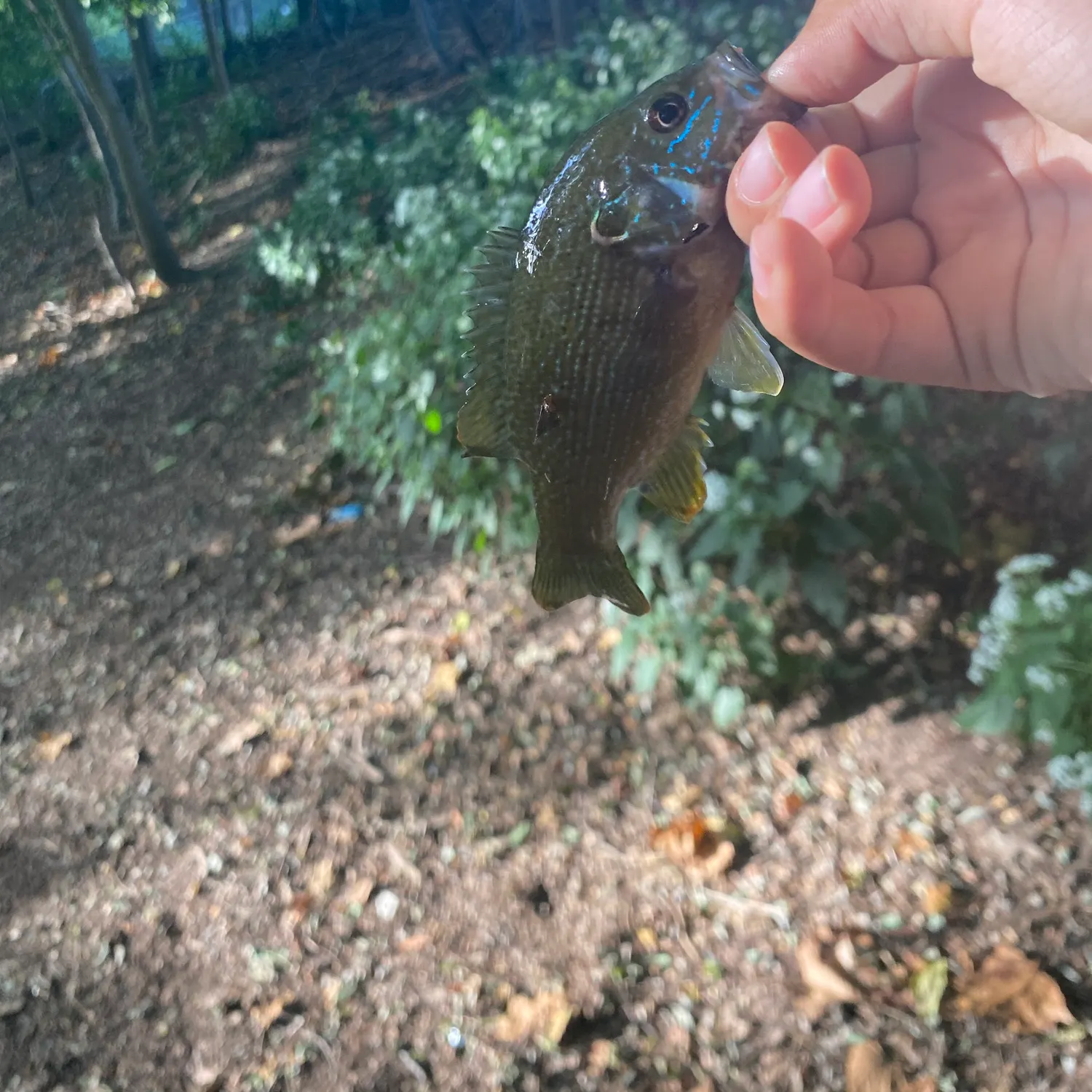Green sunfish caught on Fishbrain