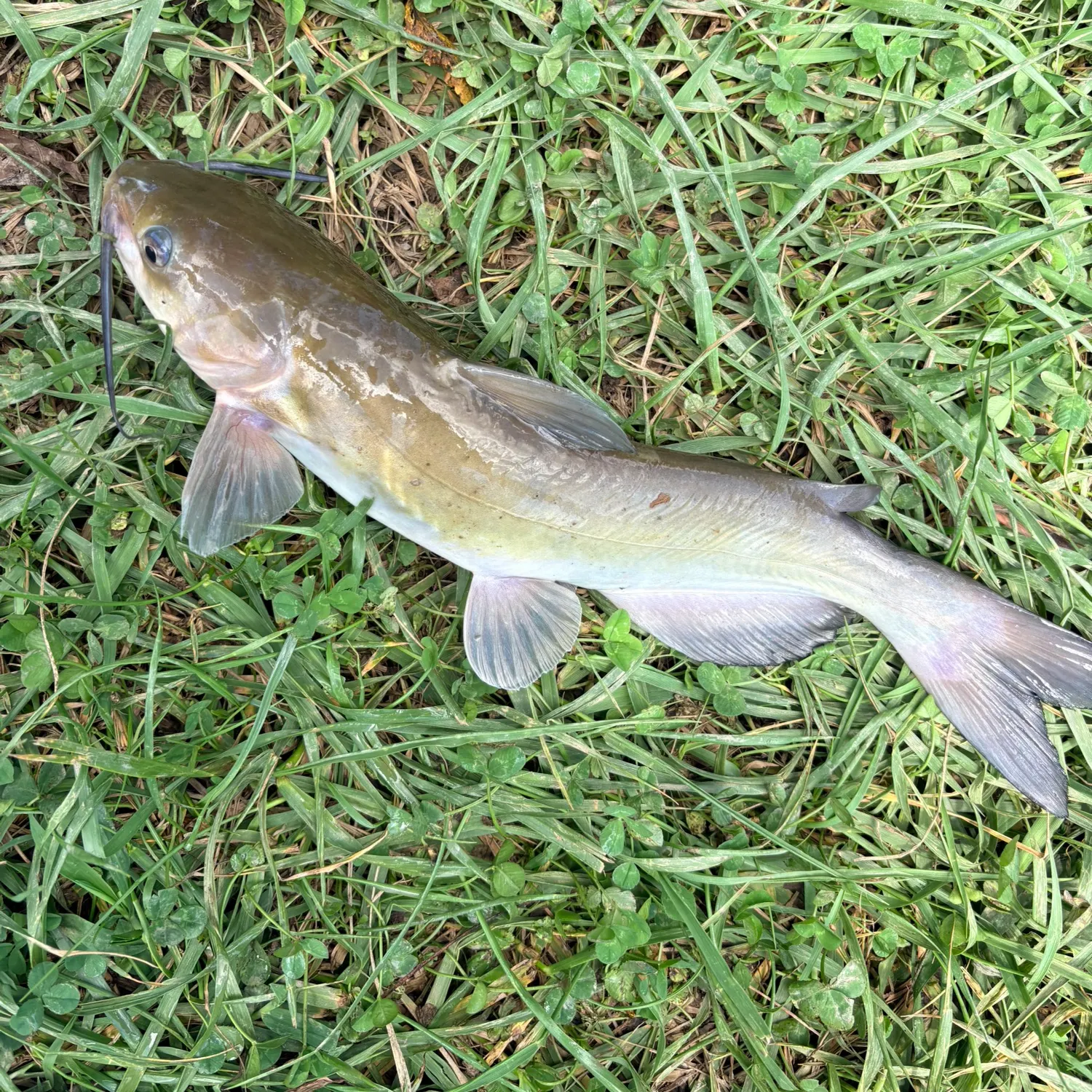 Channel catfish caught on Fishbrain