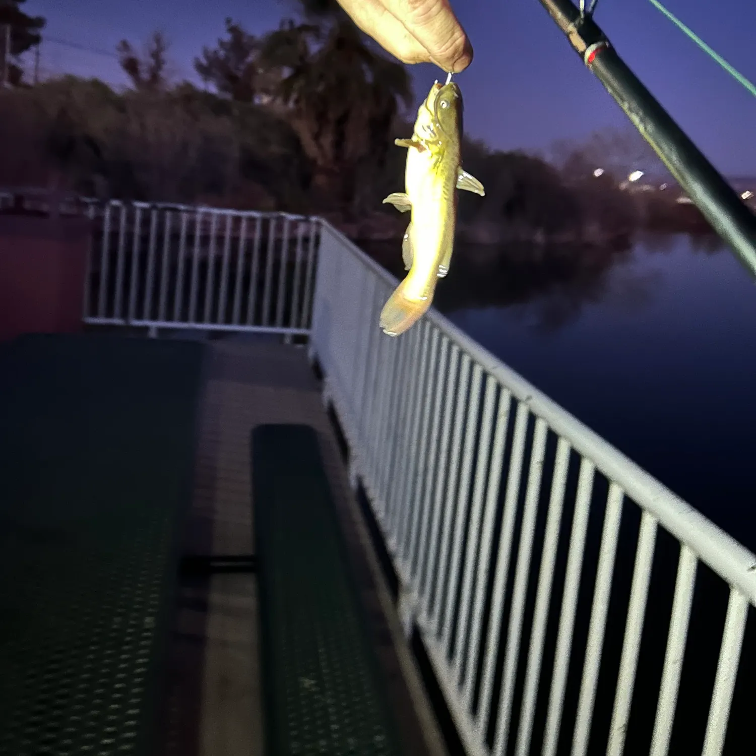 The most recent White sturgeon catches on Fishbrain