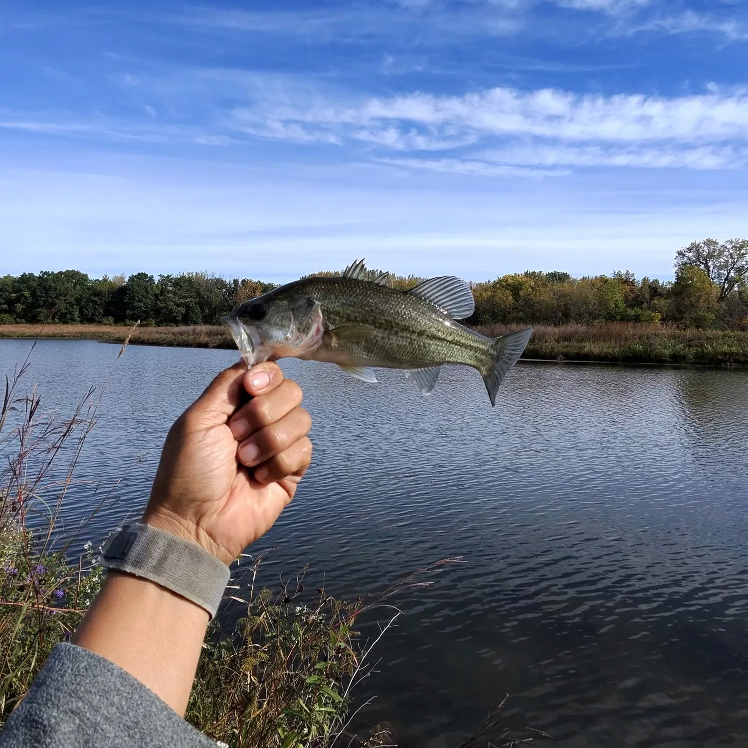 Largemouth bass caught on Fishbrain