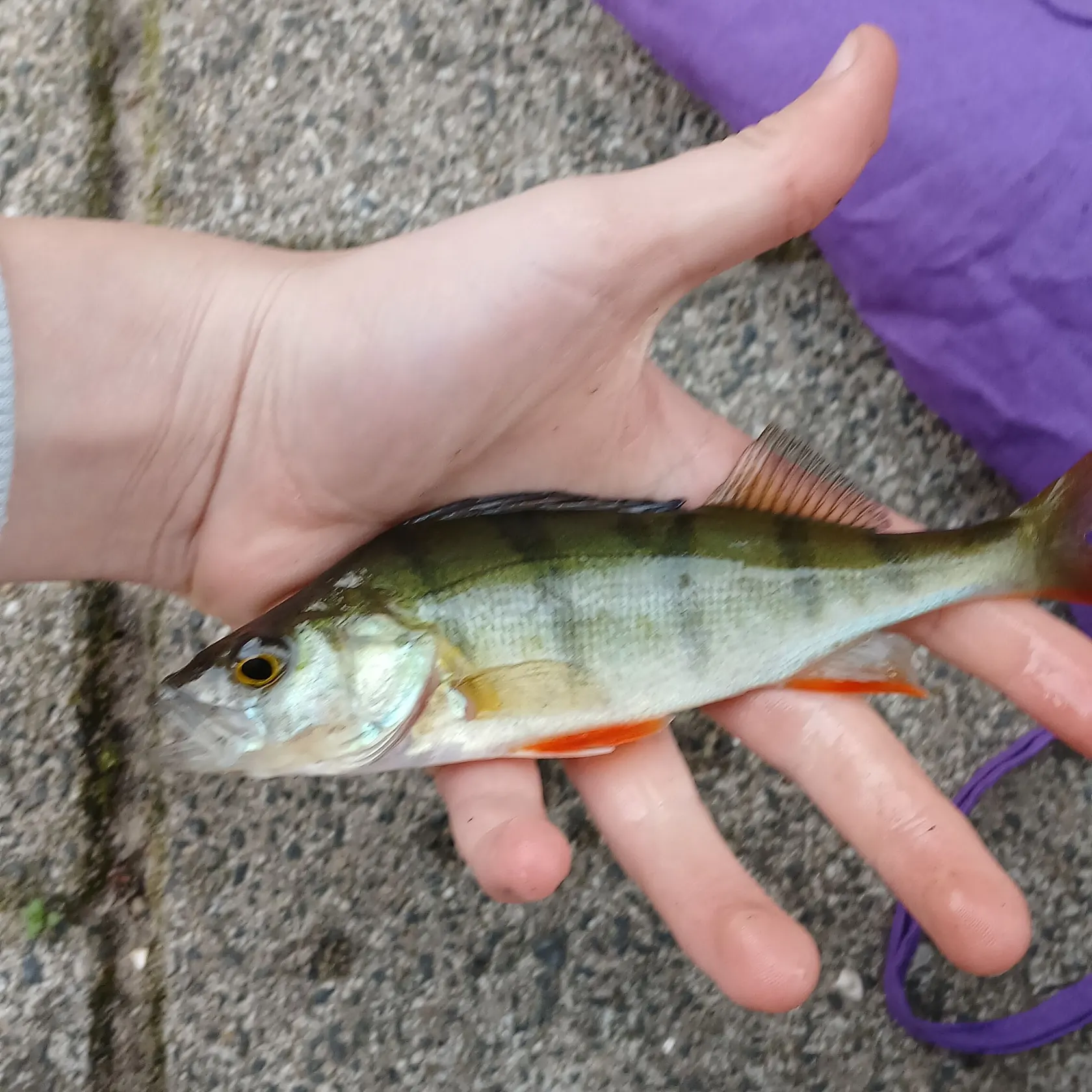 European perch caught on Fishbrain