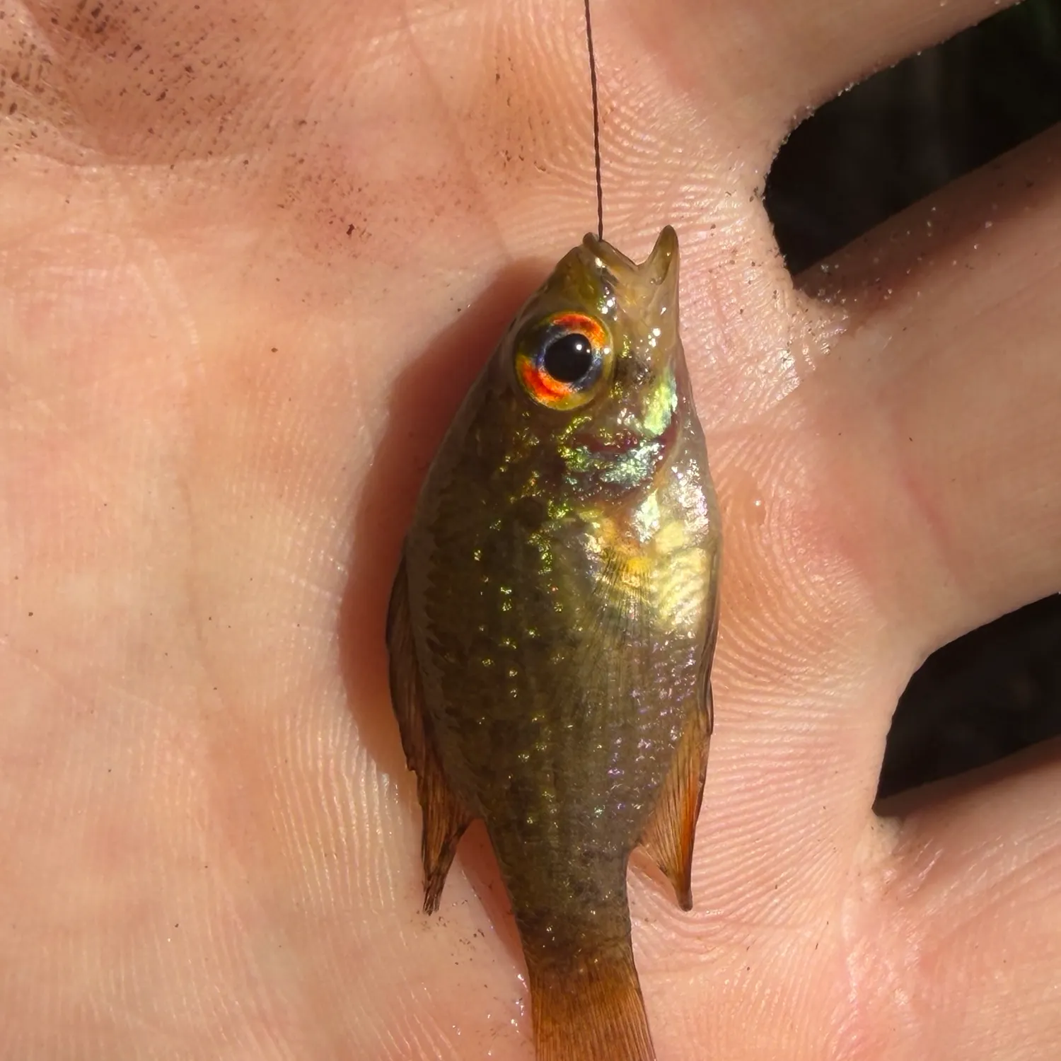 Bluespotted sunfish caught on Fishbrain