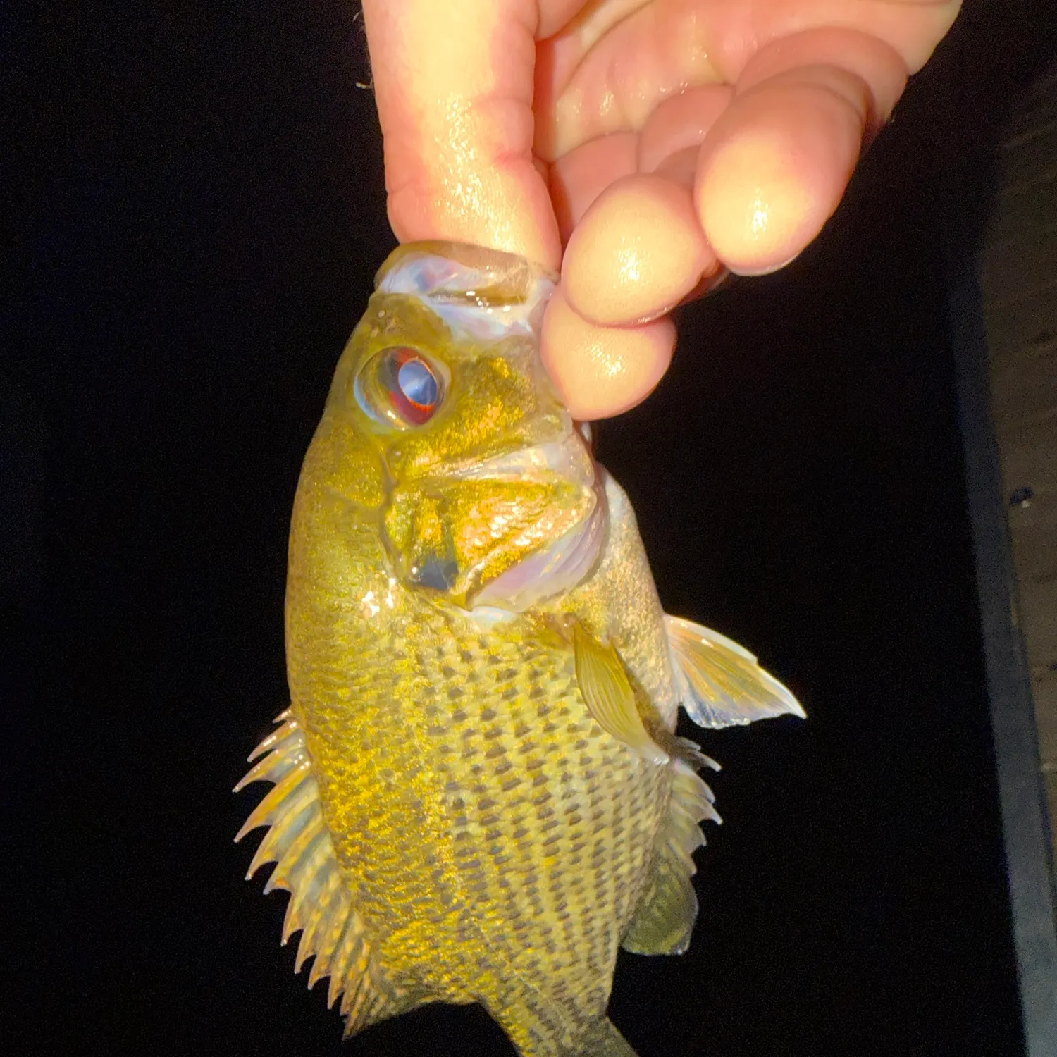 Rock bass caught on Fishbrain