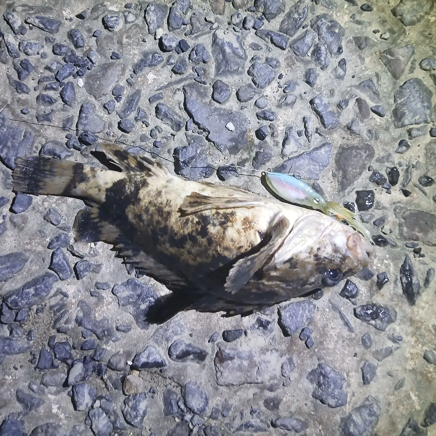 The most recent Bullrout catches on Fishbrain