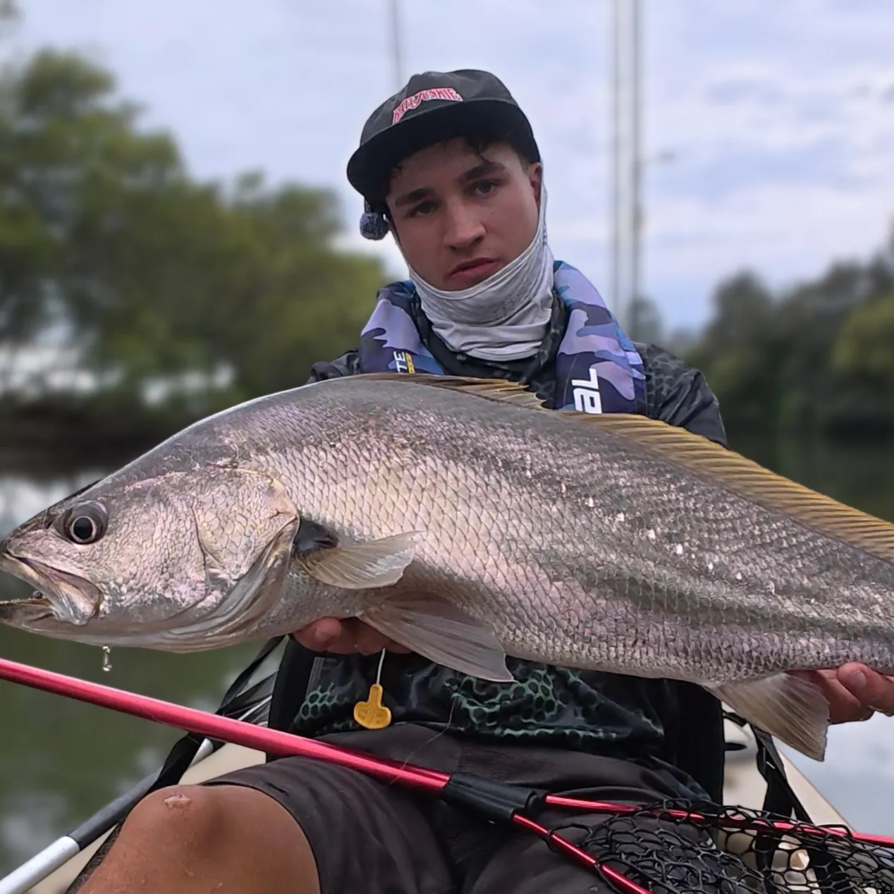 The most recent Japanese meagre catches on Fishbrain